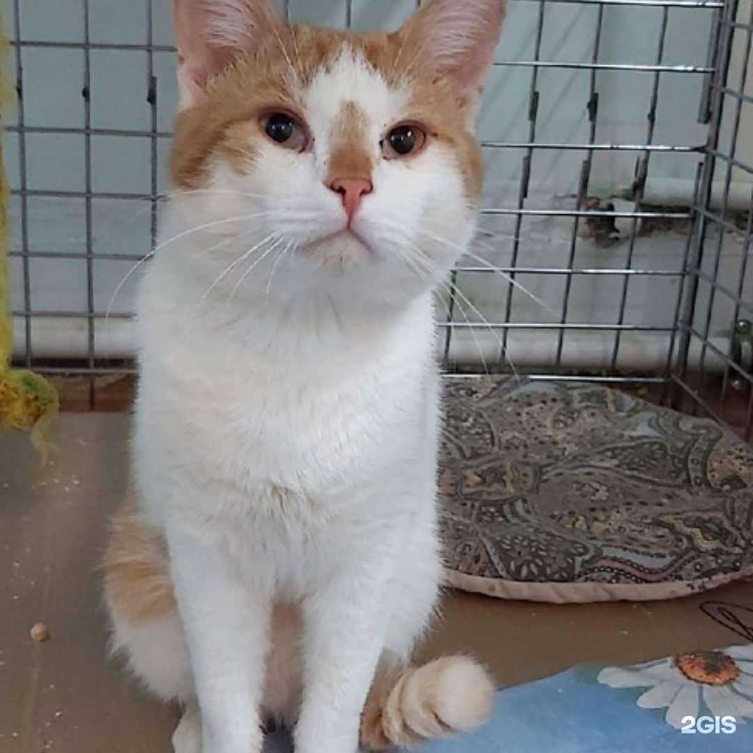 Отзывы на компанию ZOOлекарь в Тейкове c фото