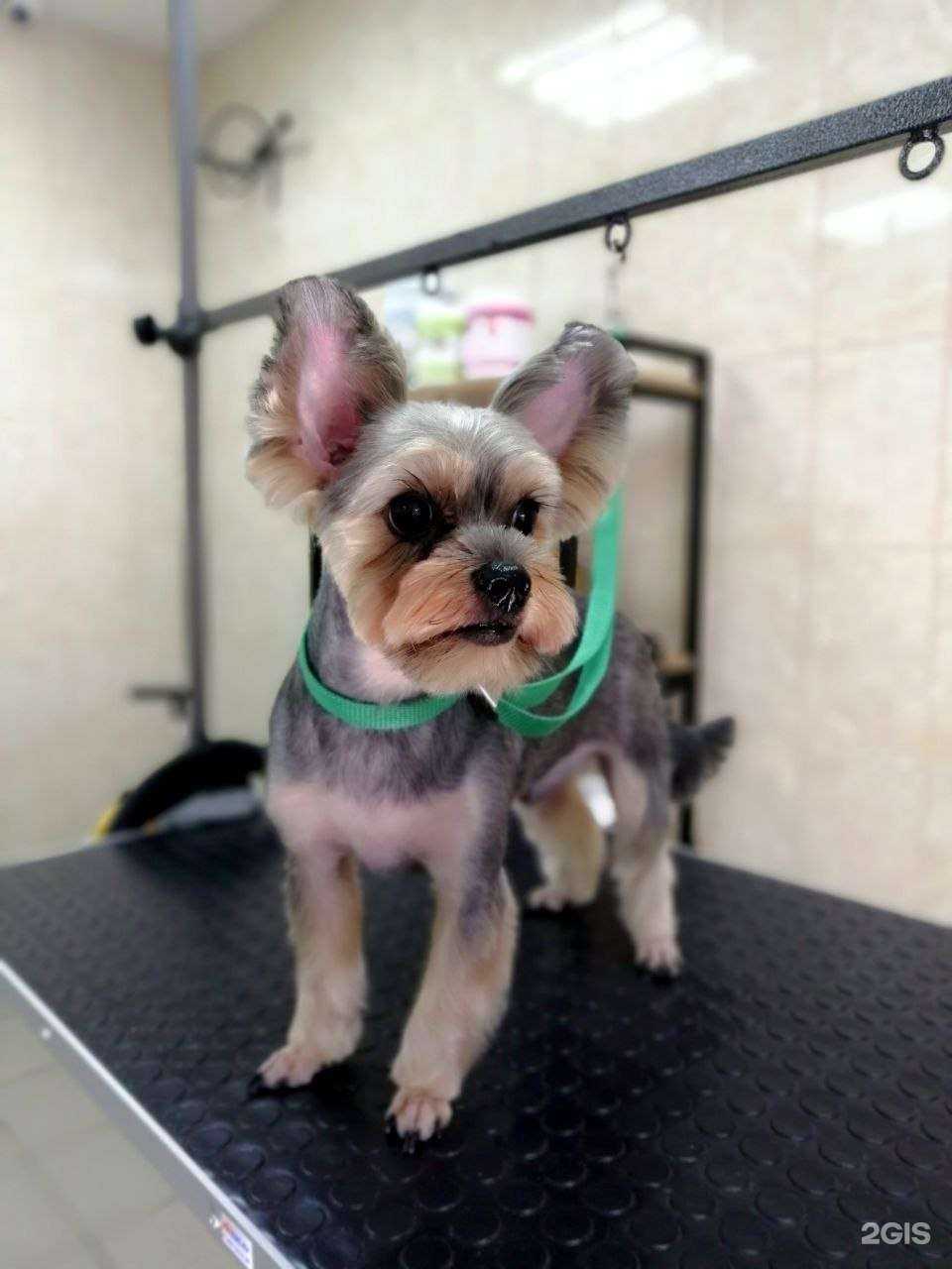 Отзывы на компанию Van Dog в Омске c фото