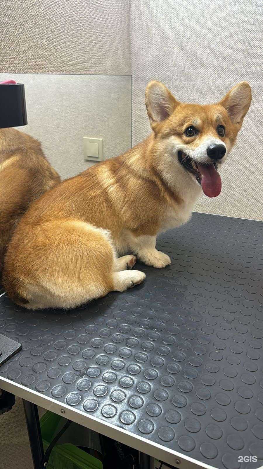 Отзывы на компанию Groomroom23 в Краснодаре c фото