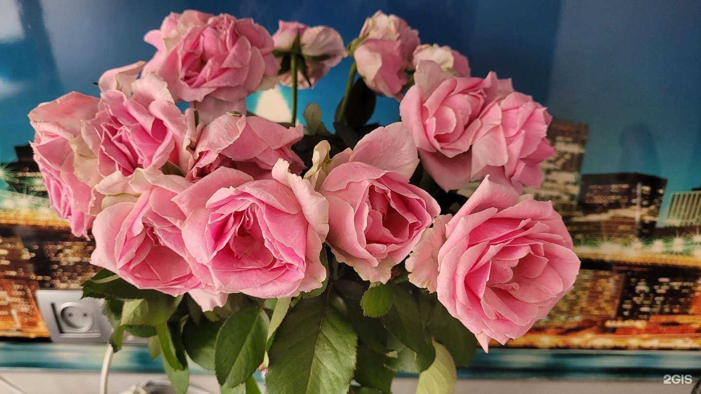 Отзывы на компанию Александровский сад в Магнитогорске c фото