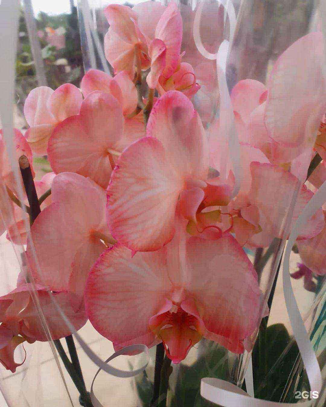 Отзывы на компанию Мир цветов в г. Тула c фото