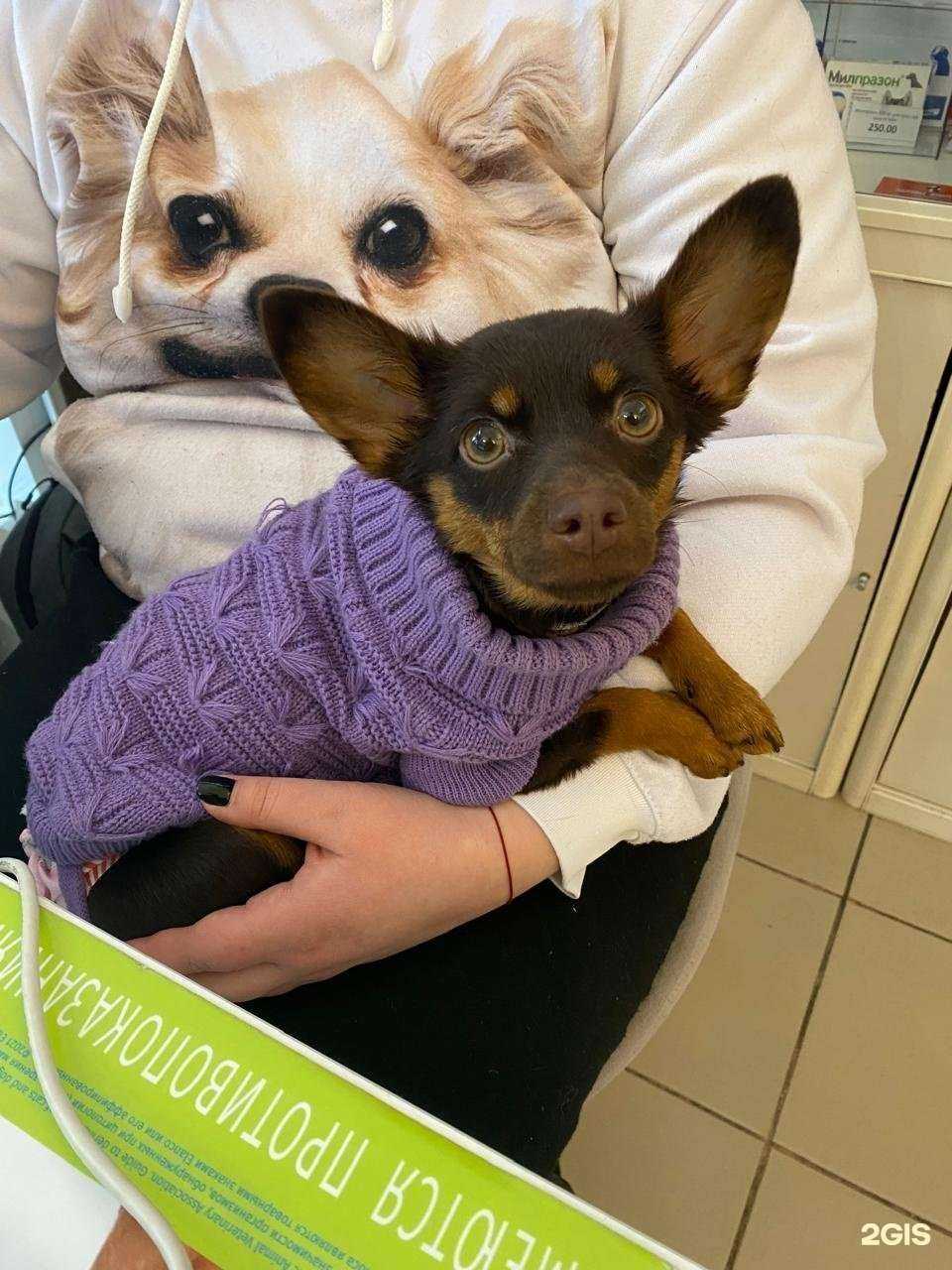 Отзывы на компанию Здоровье животных в г. Краснодар c фото