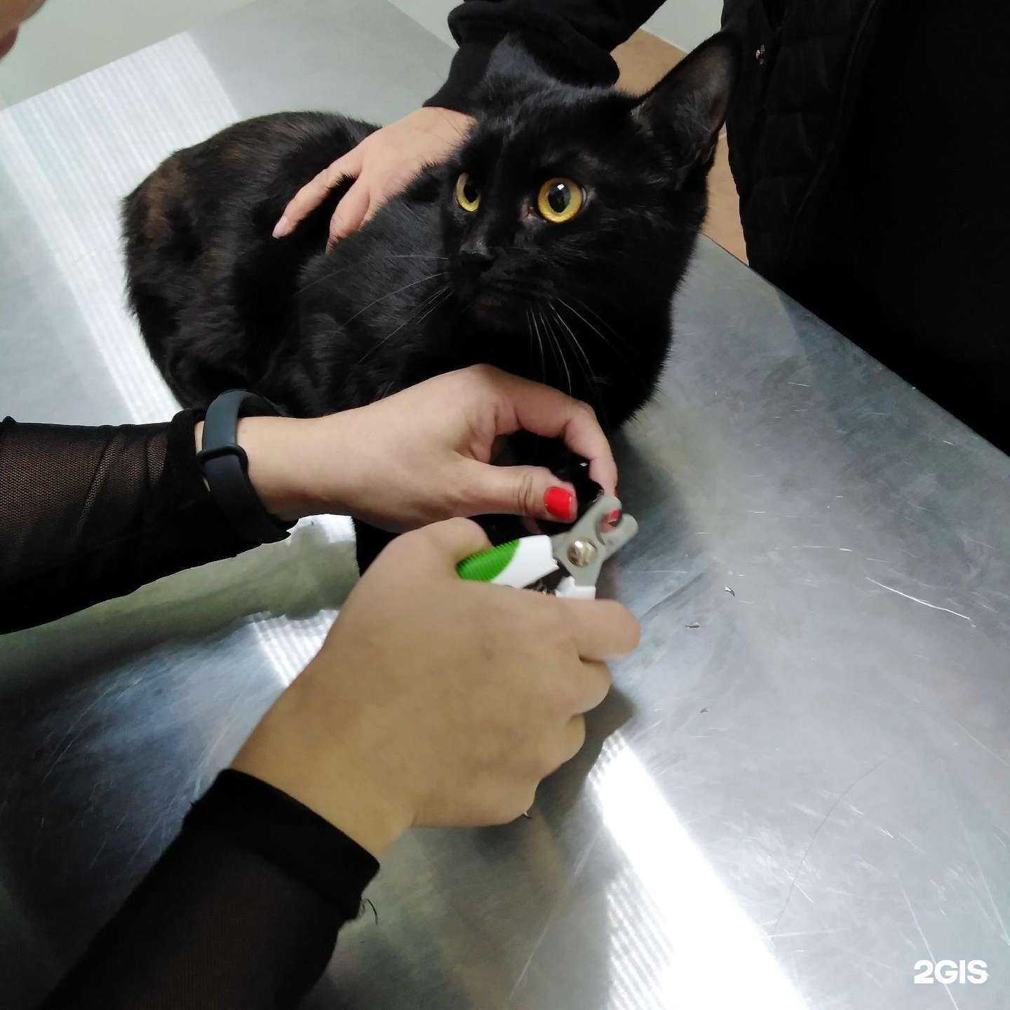 Отзывы на компанию Центральная ветеринарная клиника в г. Старый Оскол c фото