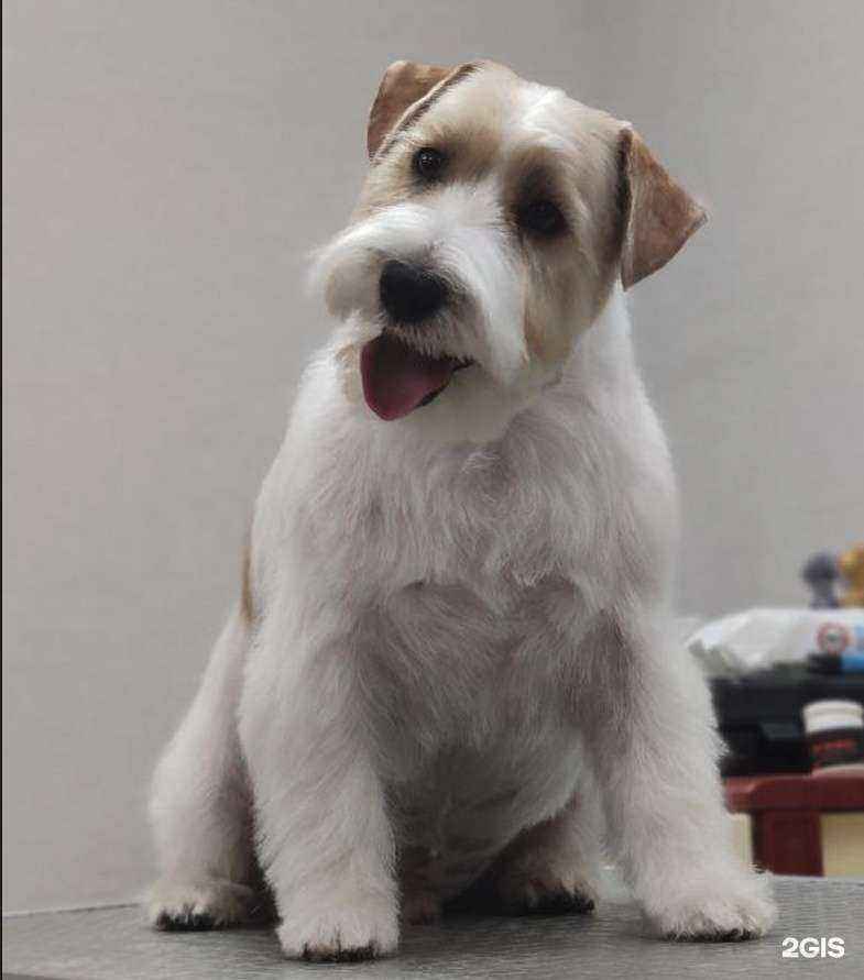 Отзывы на компанию Фабрика груминга в Казани c фото