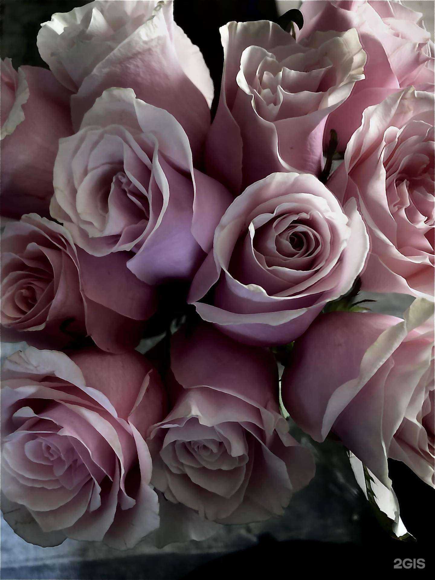 Отзывы на компанию Квин Роз в Хабаровске c фото