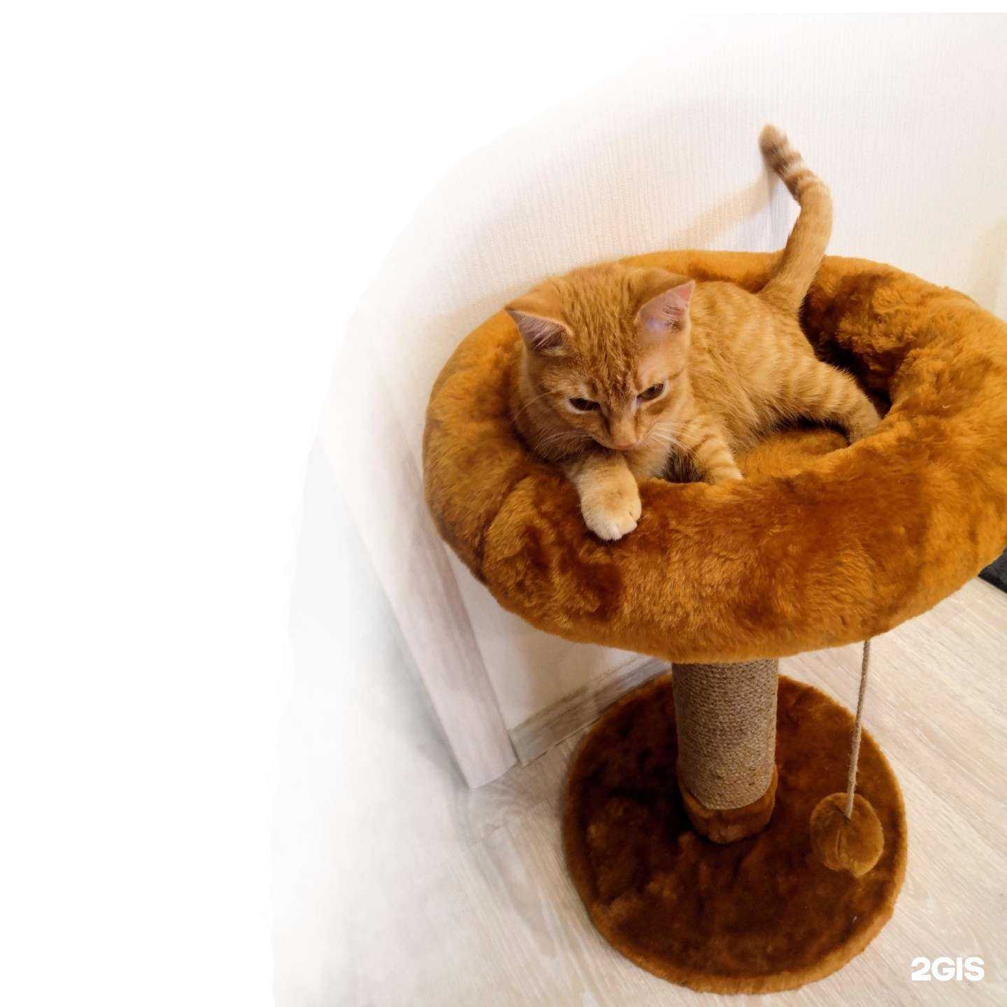 Отзывы на компанию Манул в Новосибирске c фото