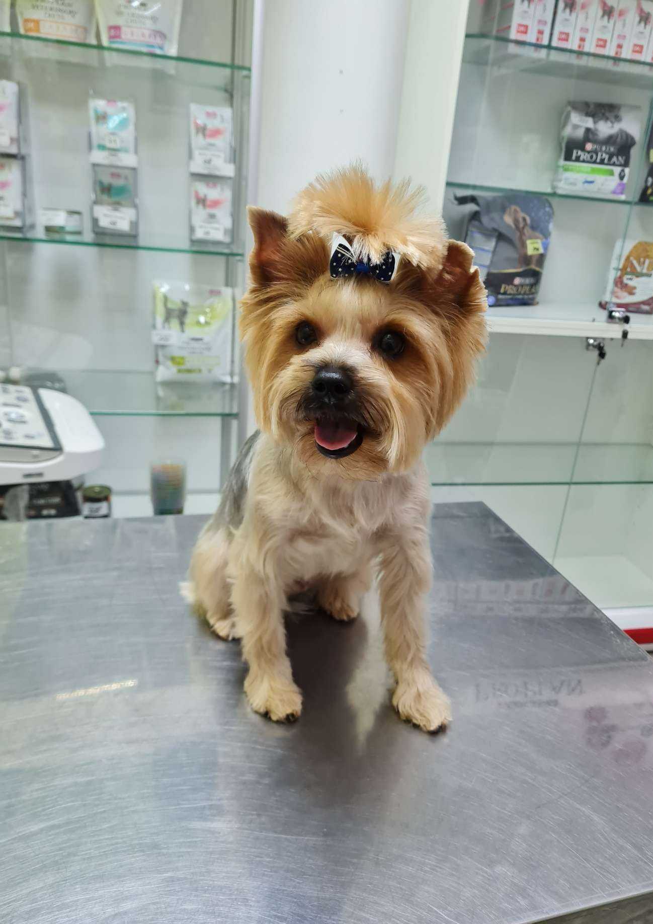 Отзывы на компанию Ветеринарный центр в г. Красноярск c фото