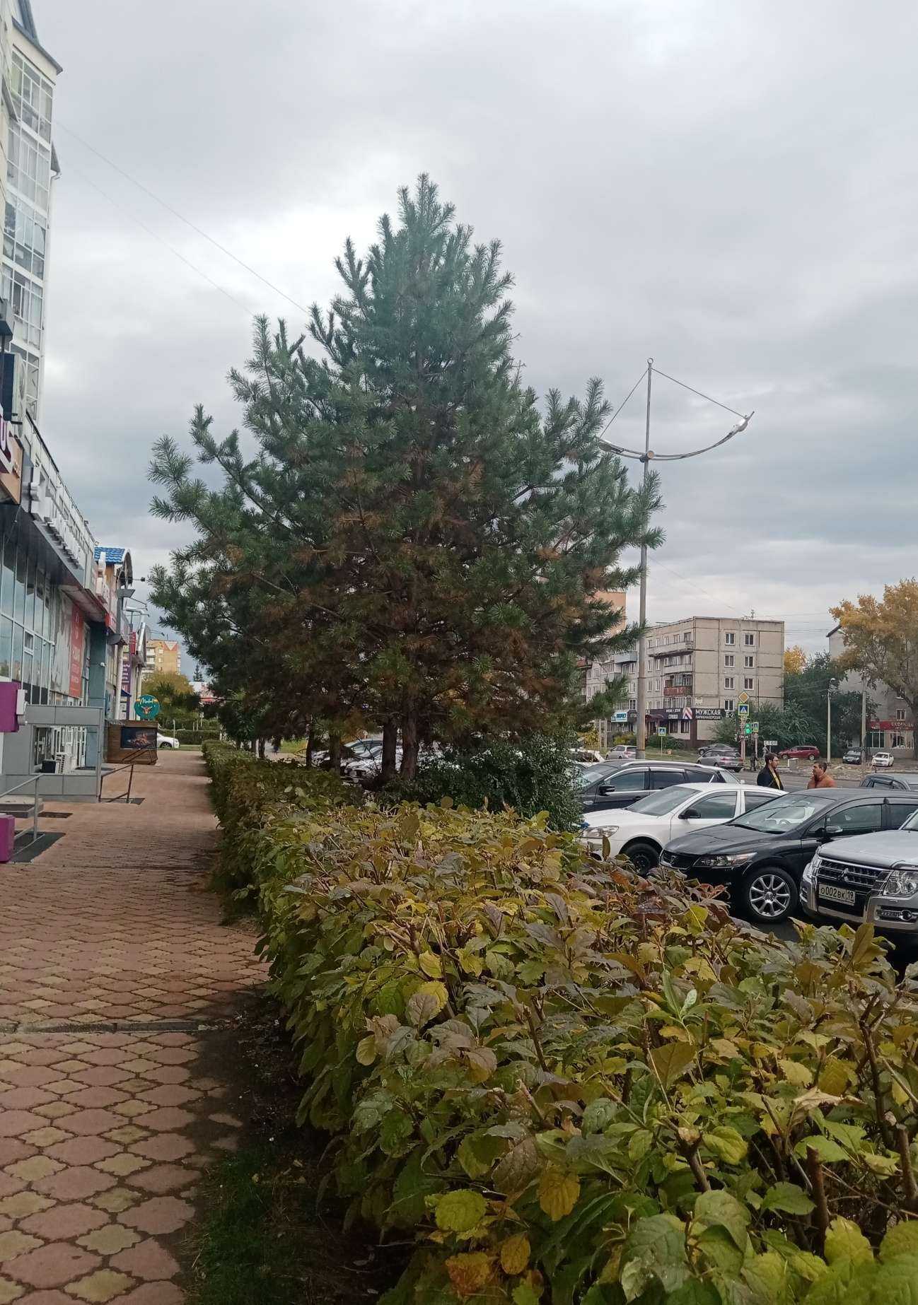 Отзывы на компанию Vostorg в Абакане c фото - фотография 2 из 2