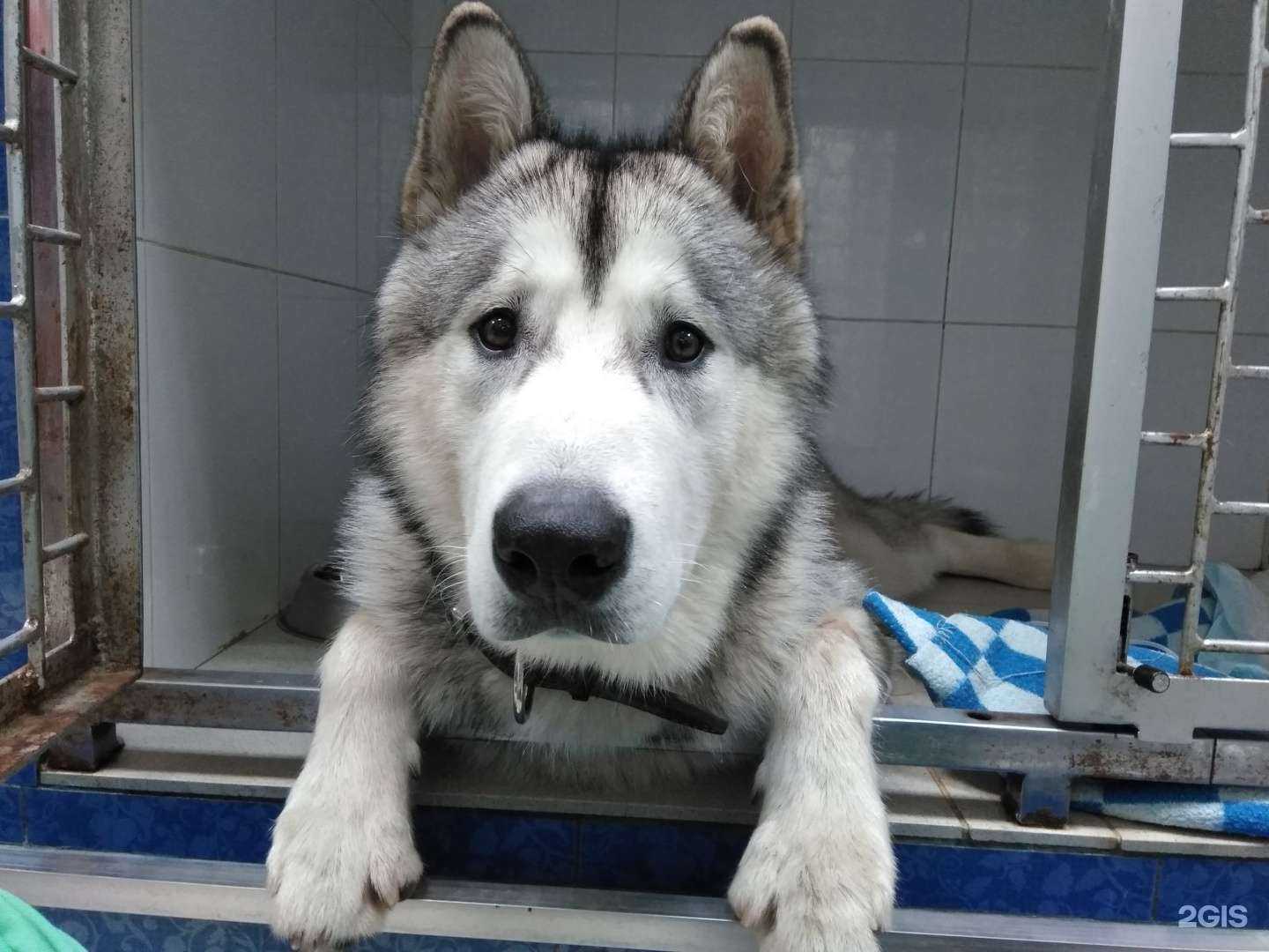 Отзывы на компанию Зоодоктор в г. Екатеринбург c фото