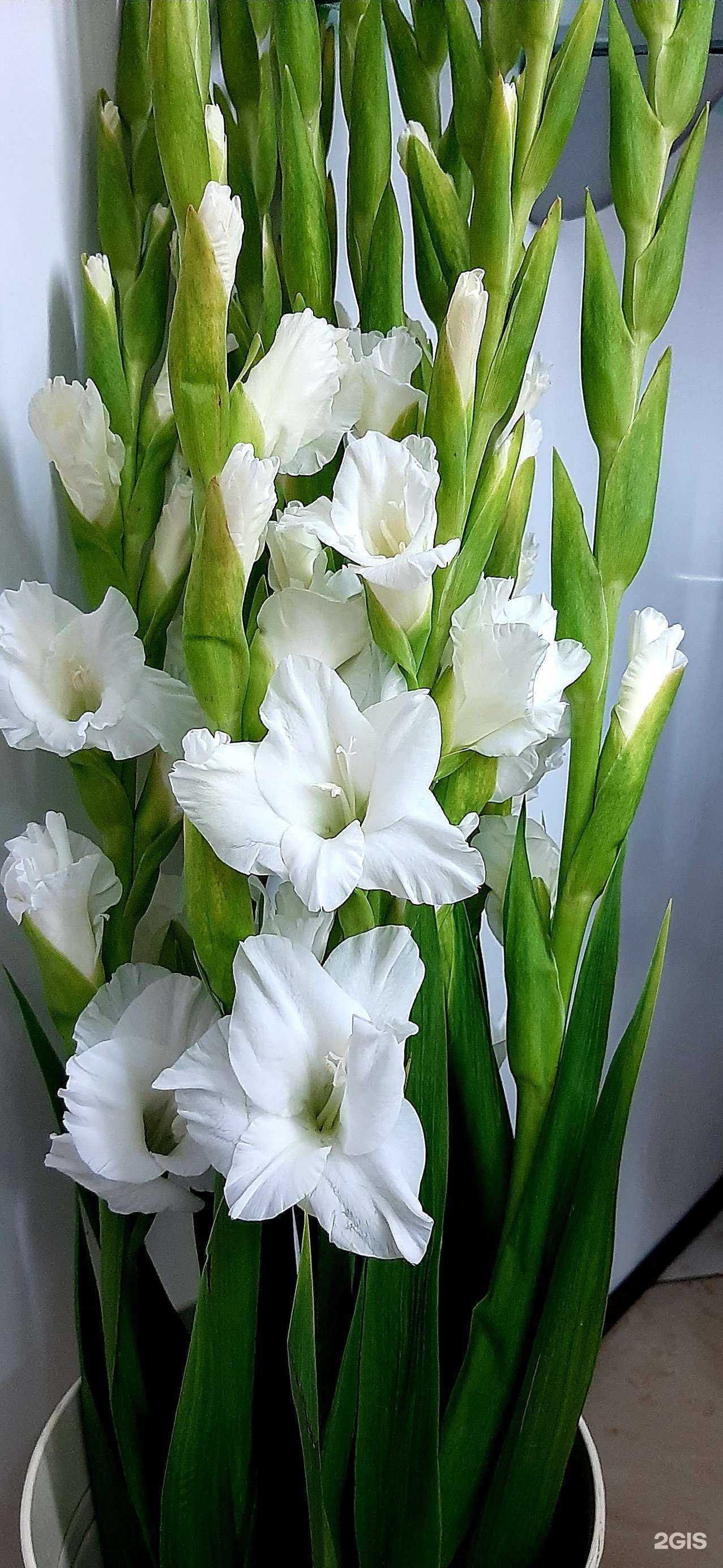 Отзывы на компанию Розовая симфония в г. Тула c фото