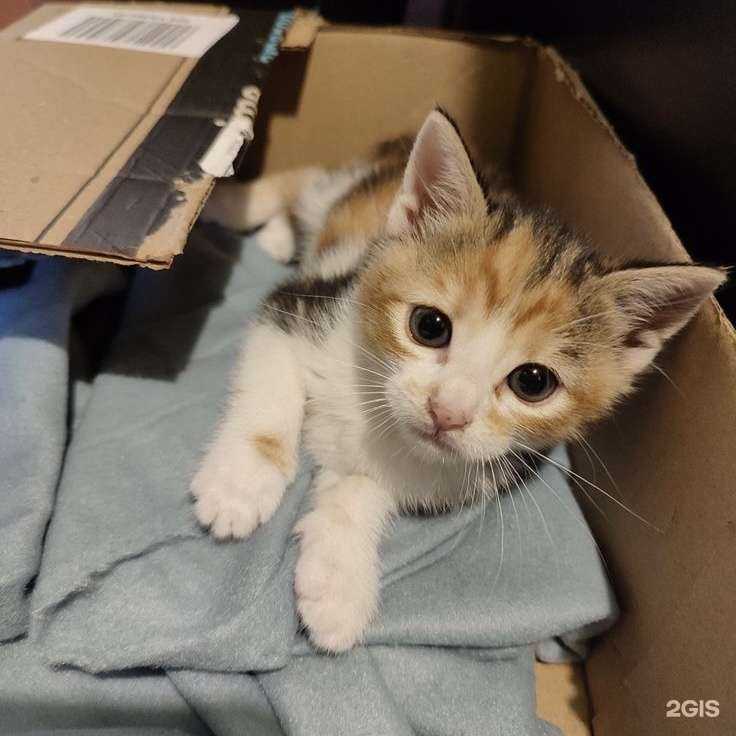 Отзывы на компанию ВетПомощь в г. Новосибирск c фото