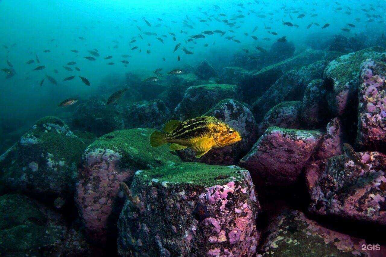 Отзывы на компанию Тверской Дайвинг Клуб в Твери c фото