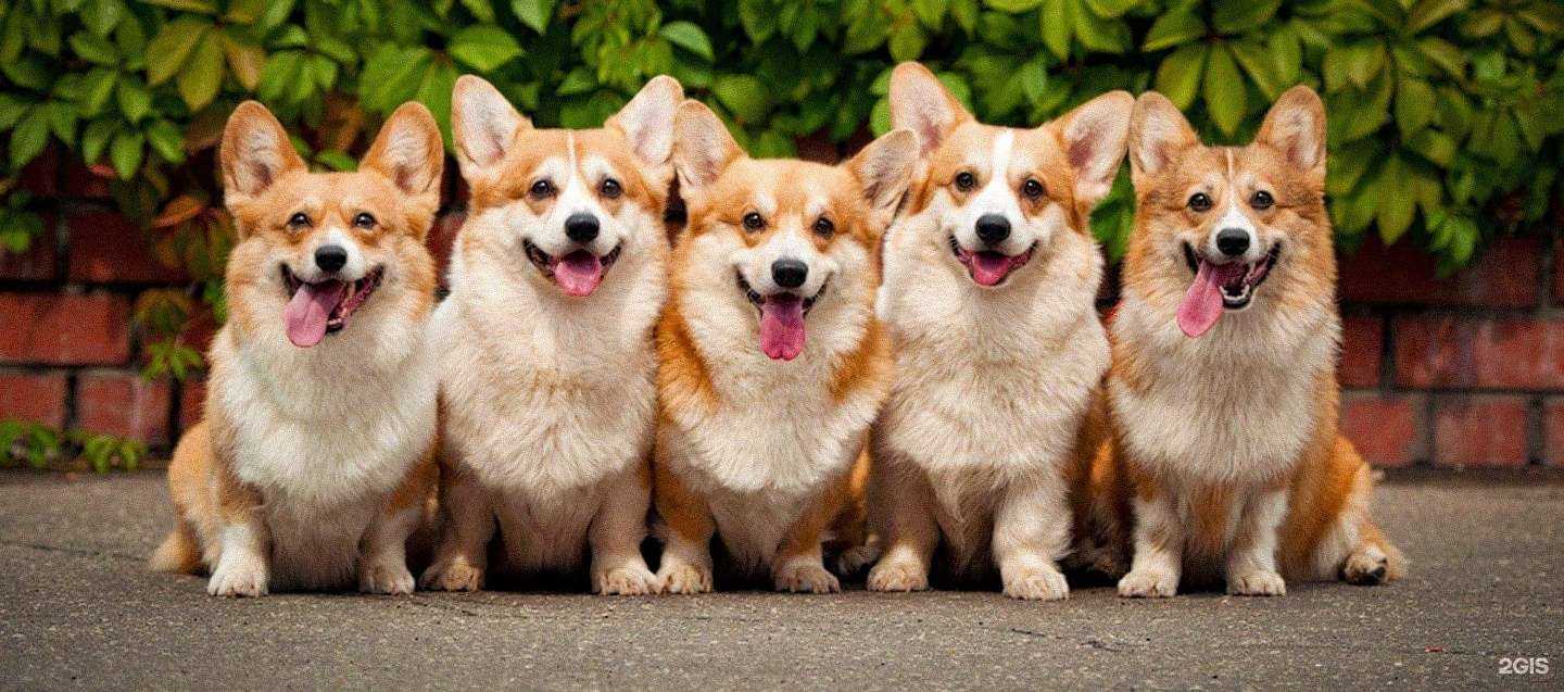 Отзывы на компанию Дружок в Ижевске c фото