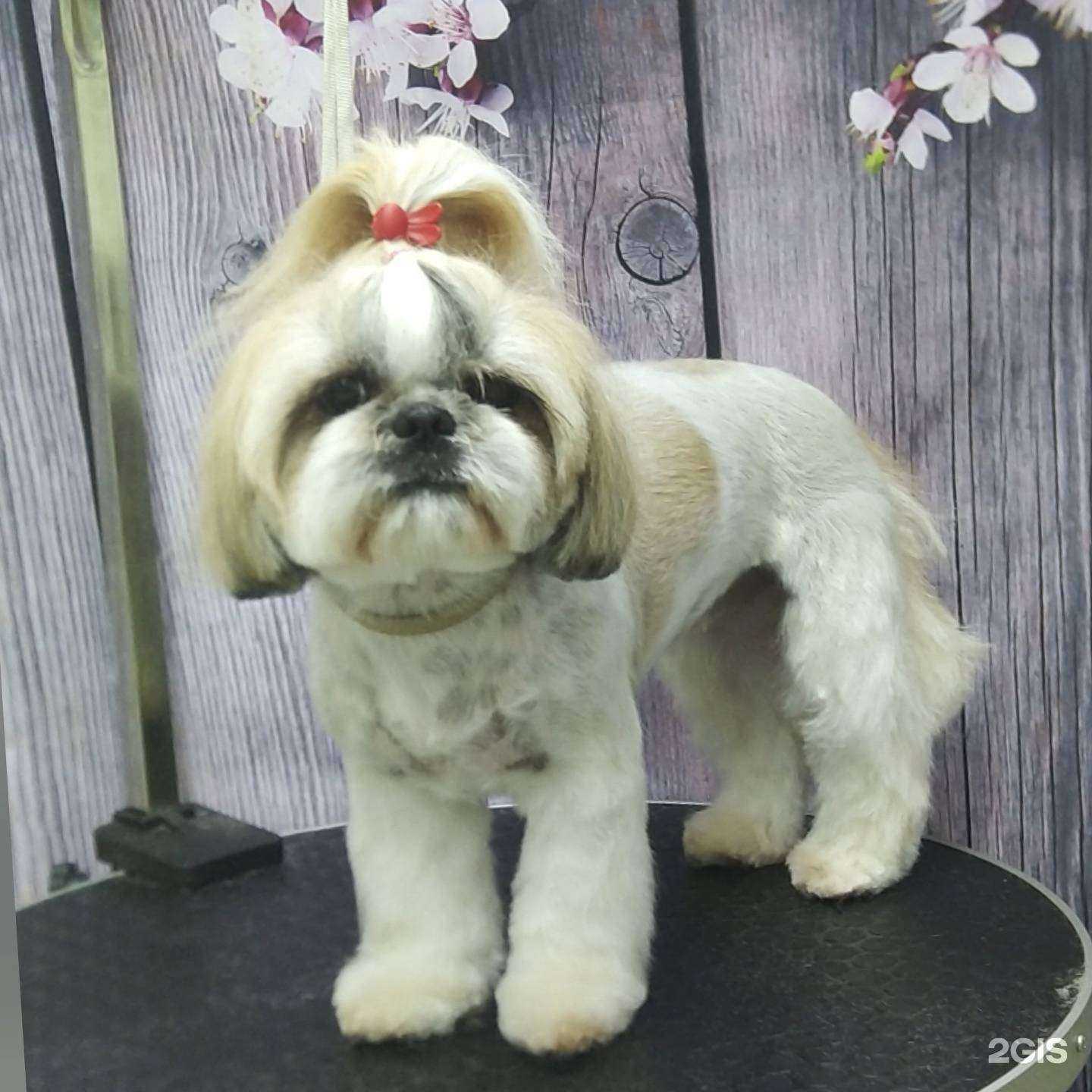 Отзывы на компанию Пушистый стиль в г. Ижевск c фото