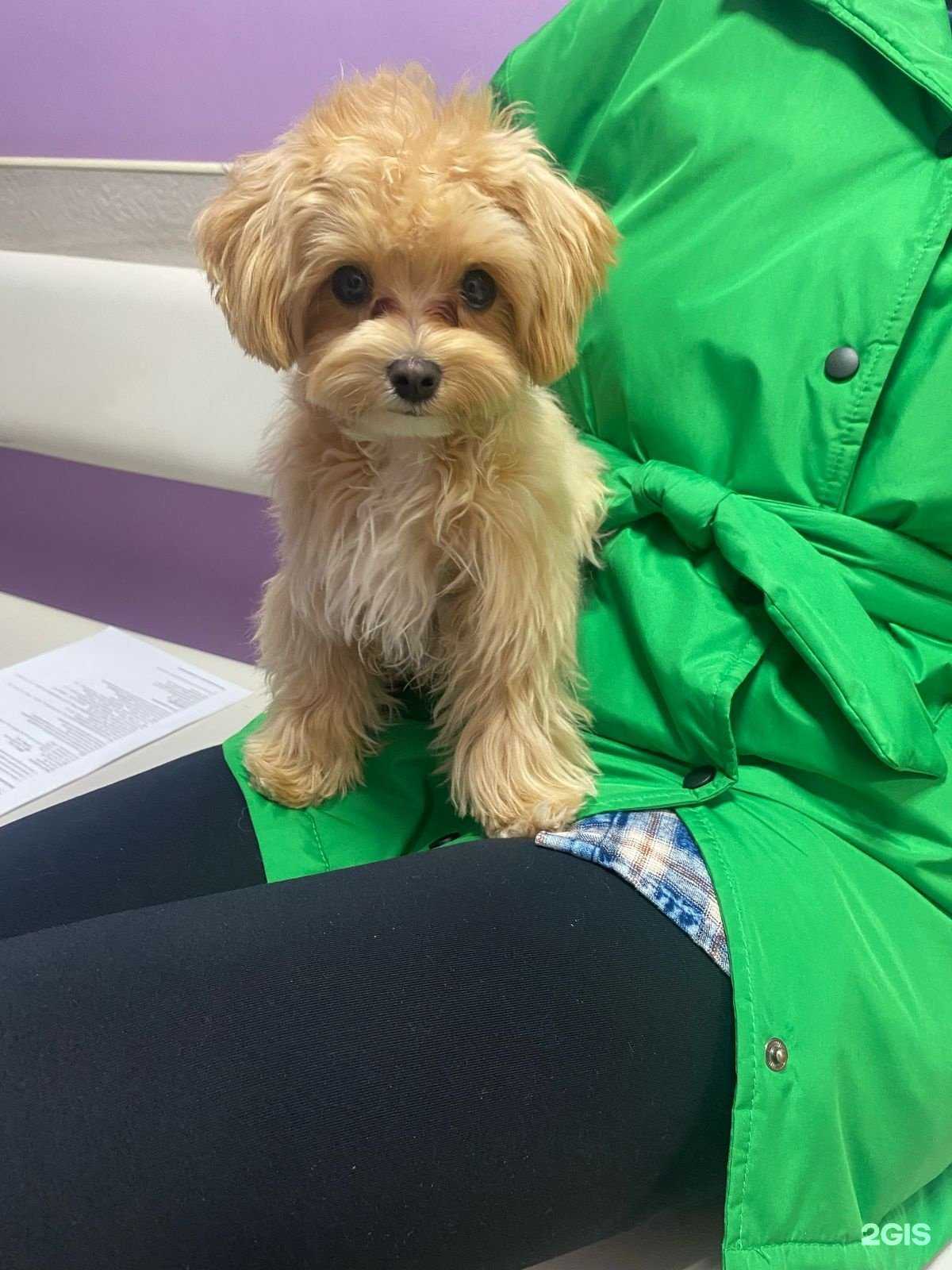 Отзывы на компанию Доктор Вет в г. Рязань c фото