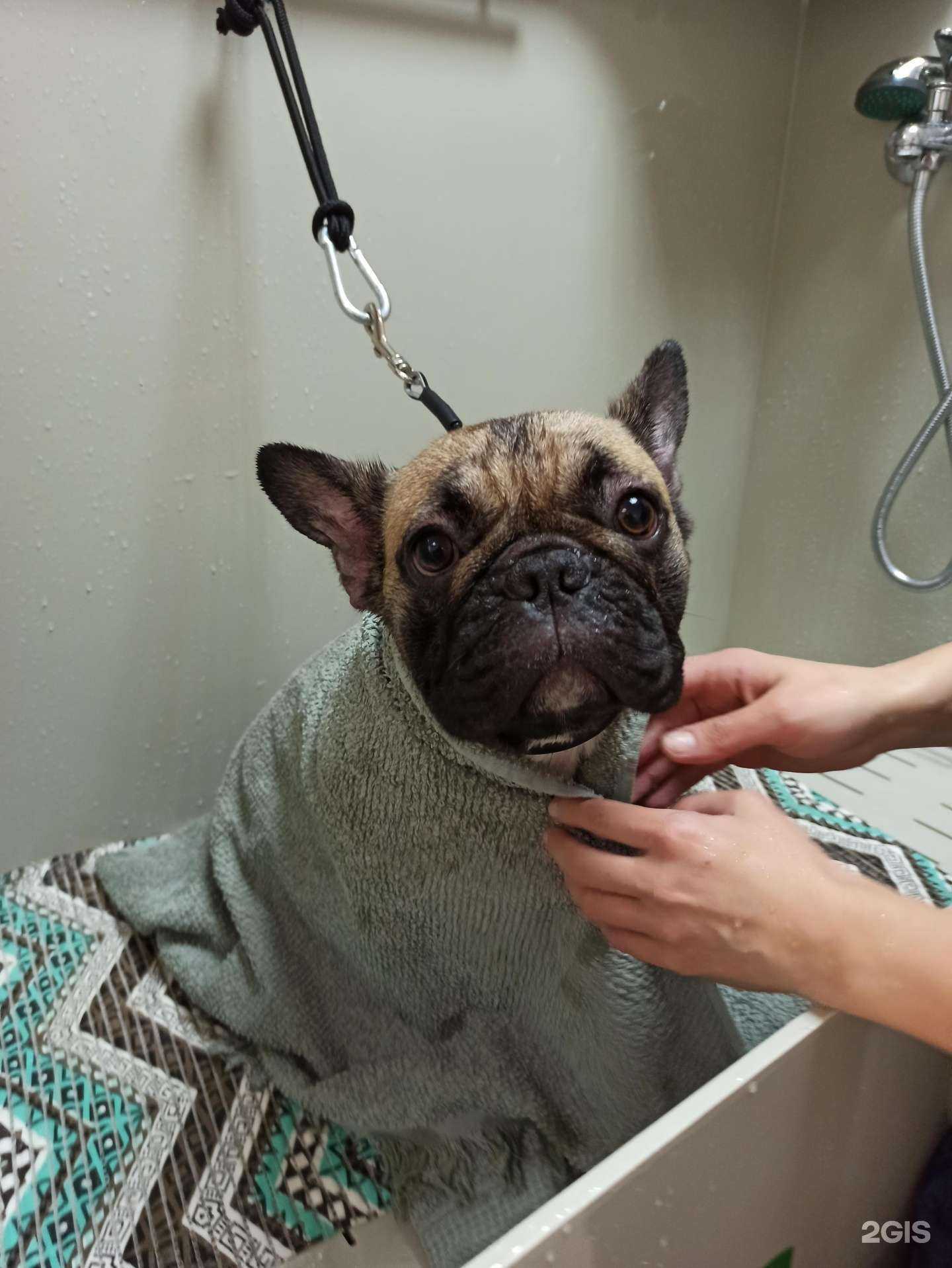 Отзывы на компанию ШэггиДог в г. Одинцово c фото