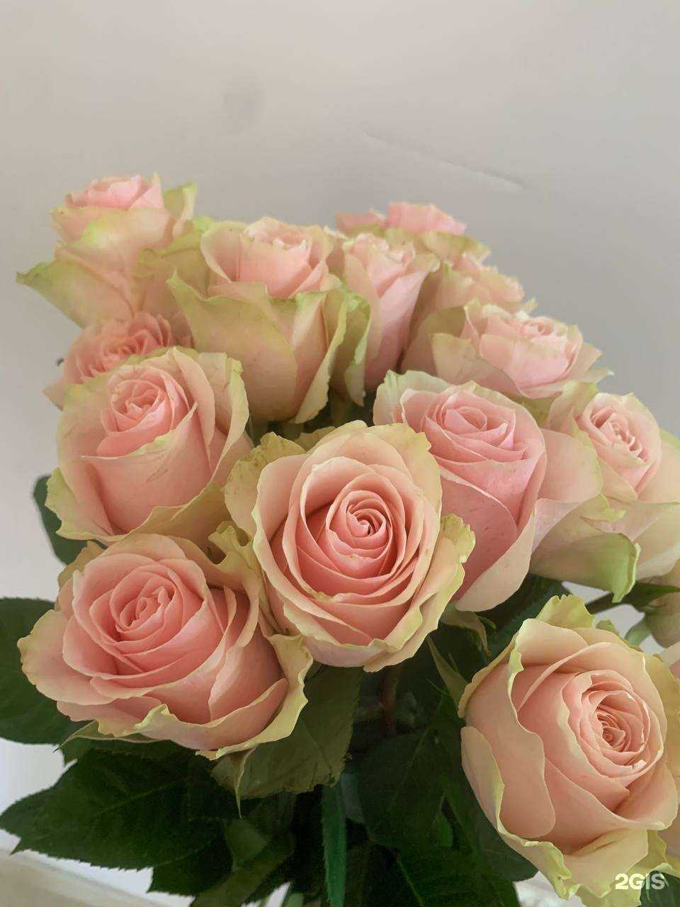 Отзывы на компанию Мимоза в г. Ставрополь c фото