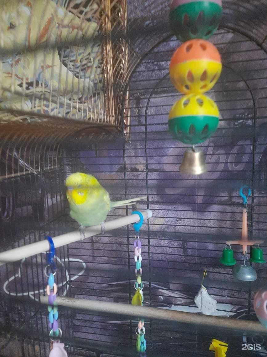 Отзывы на компанию Птичий рай в Владивостоке c фото - фотография 2 из 2