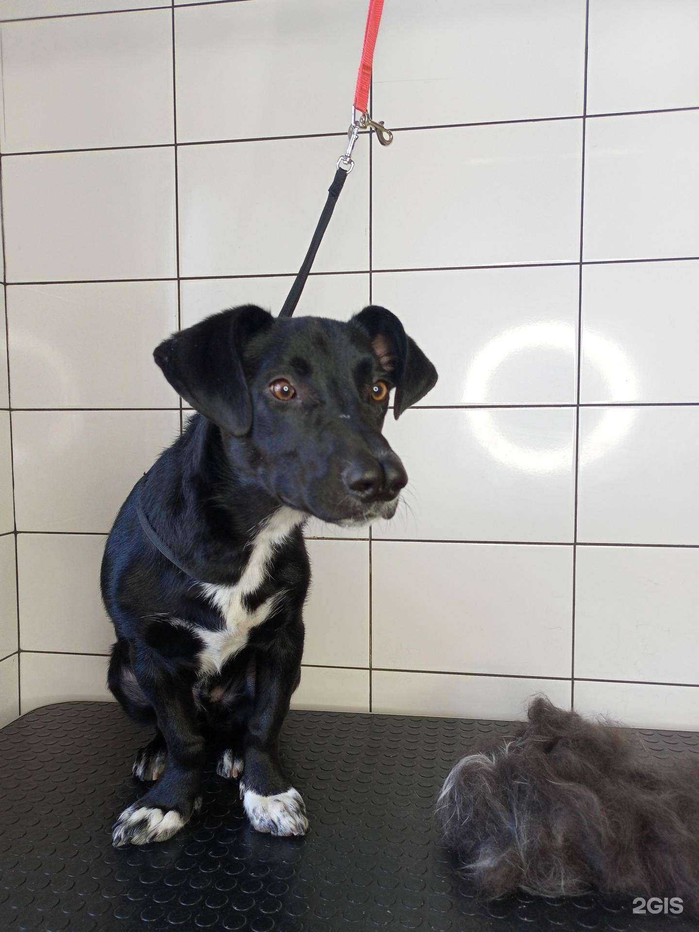 Отзывы на компанию Груминг-студия в Бийске c фото