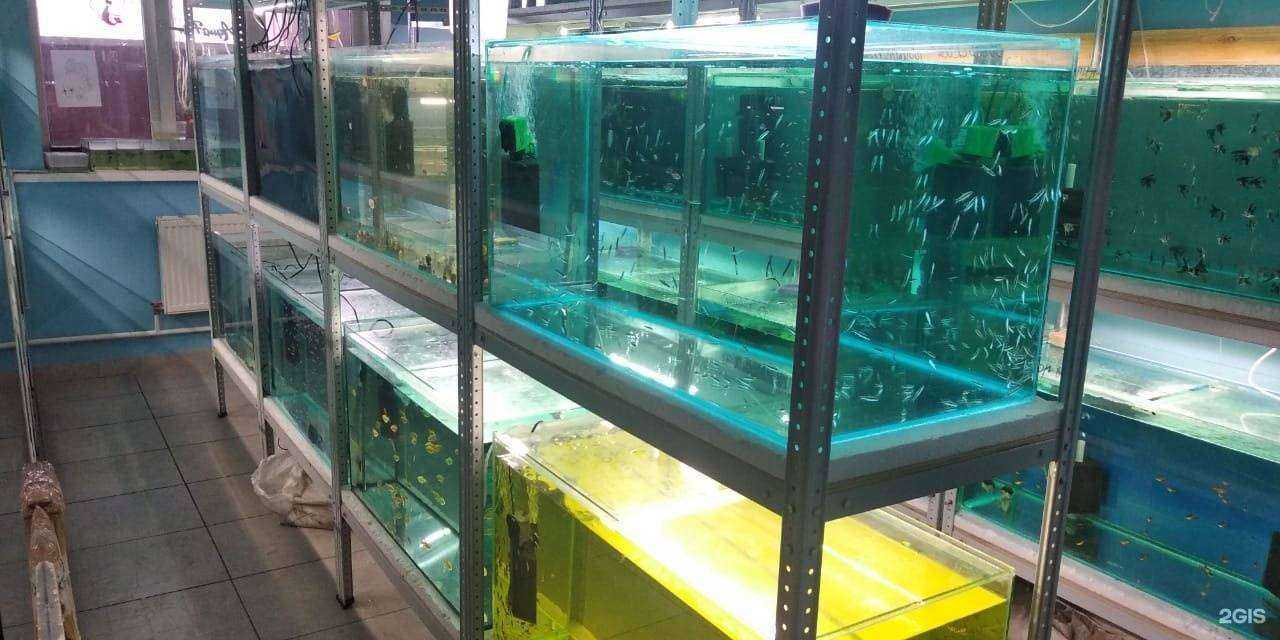 Отзывы на компанию Aquafish_friends в г. Краснодар c фото