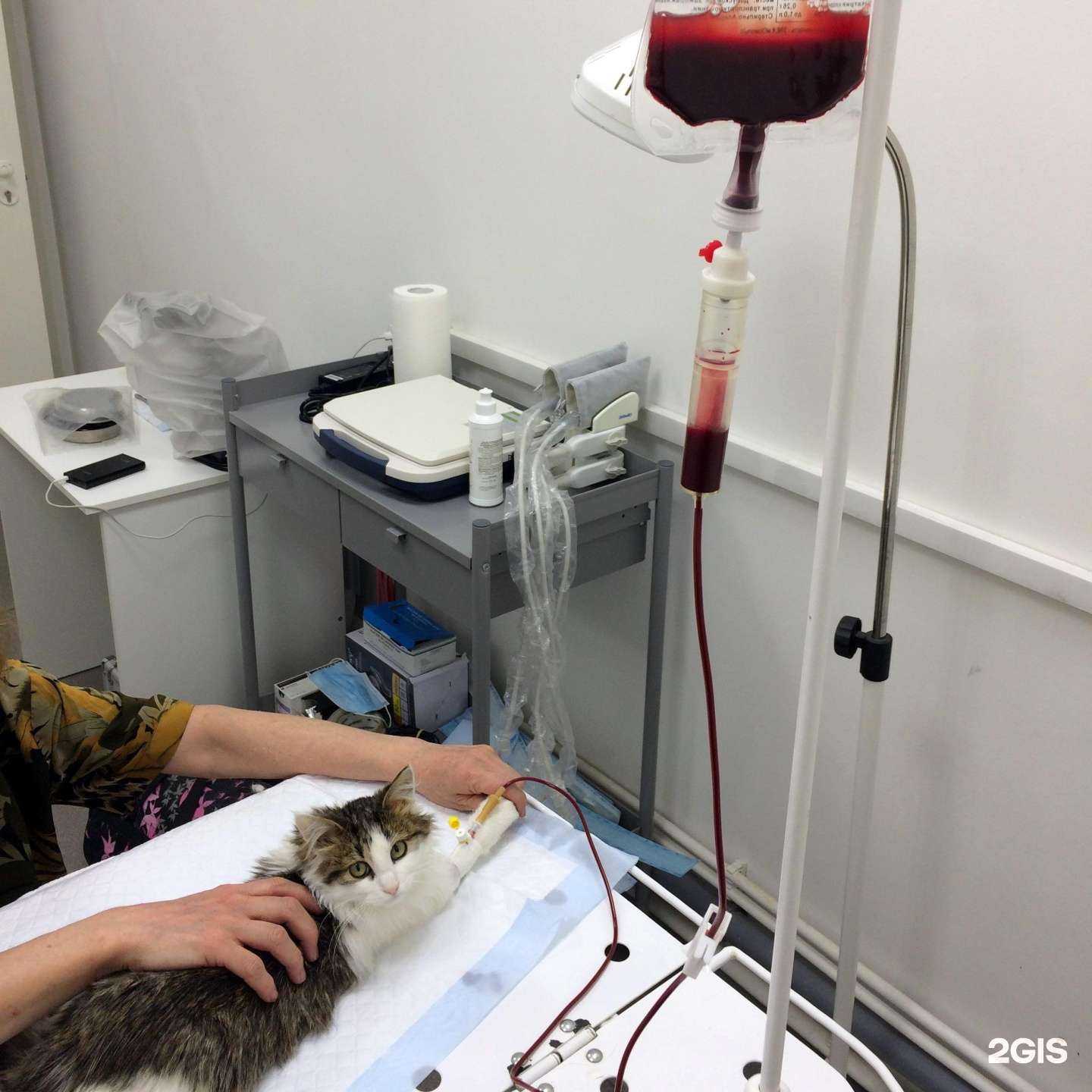 Отзывы на компанию Ветхелпер в Коломне c фото