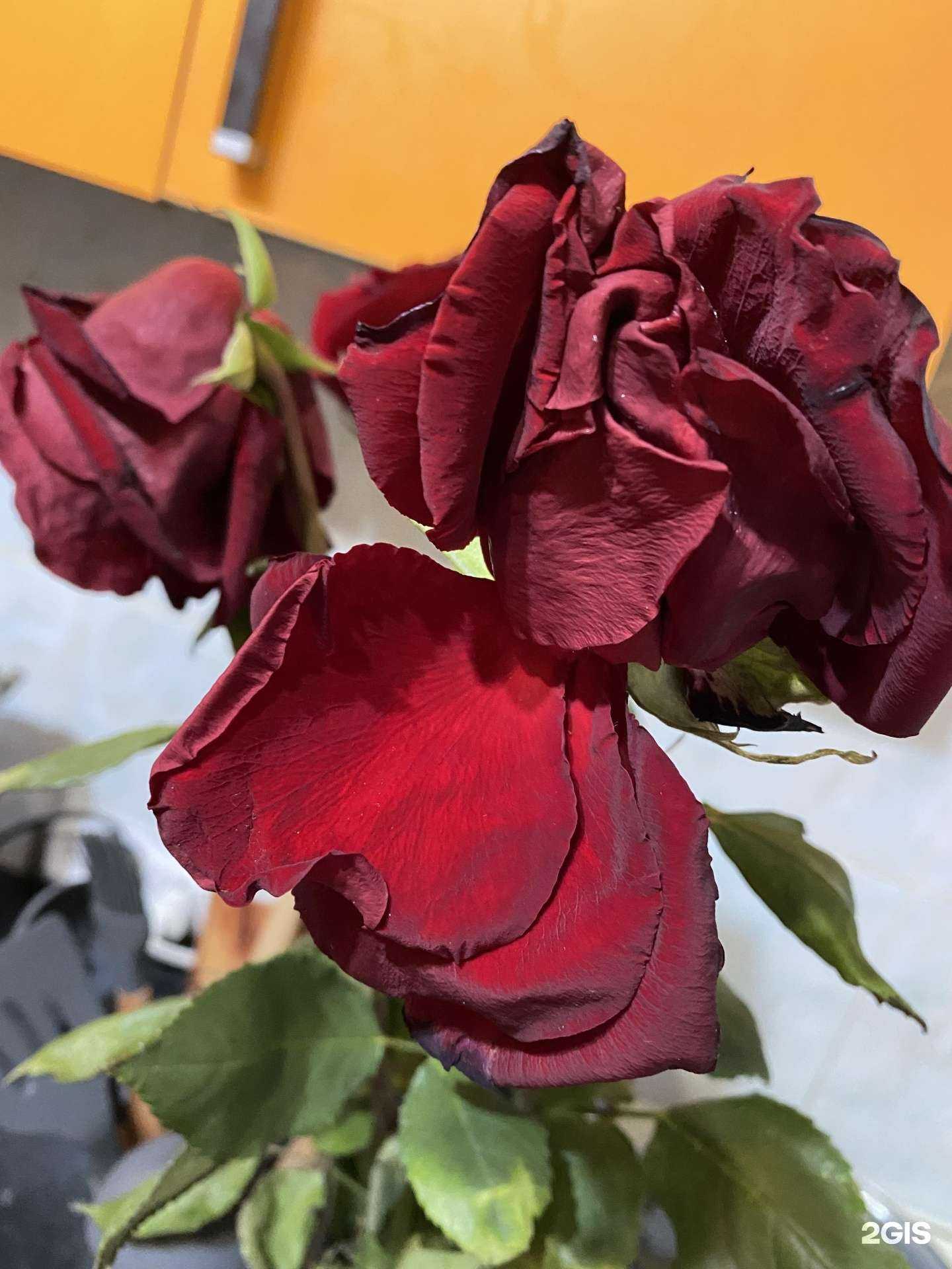 Отзывы на компанию Мир цветов в г. Нижневартовск c фото