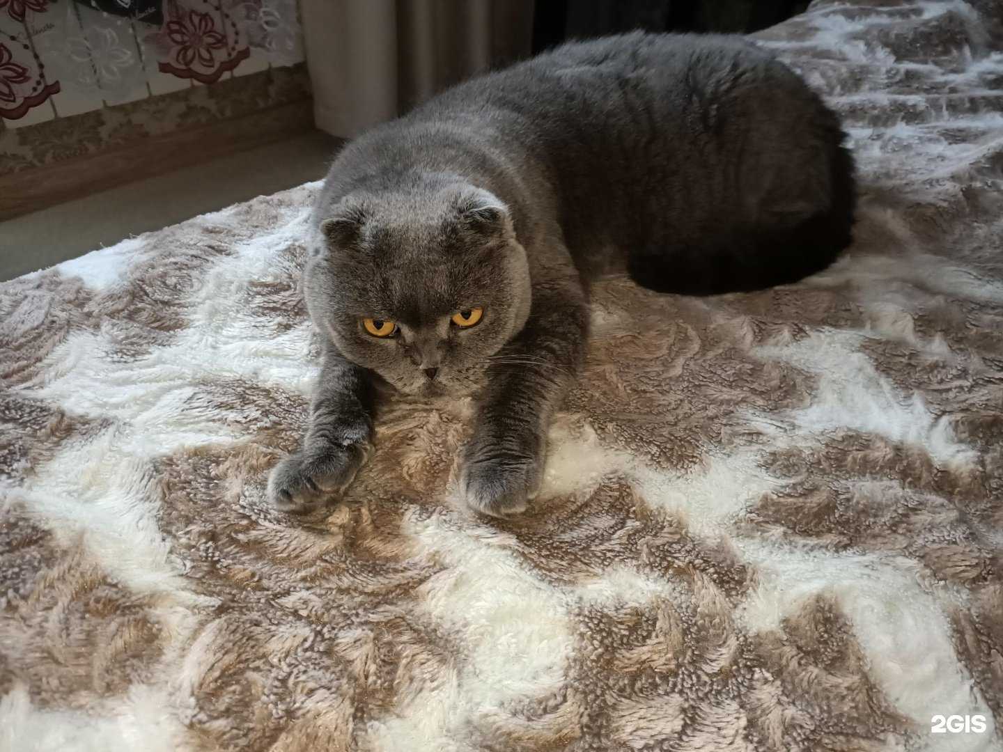 Отзывы на компанию Ветеринарная клиника в Ханты-Мансийске c фото