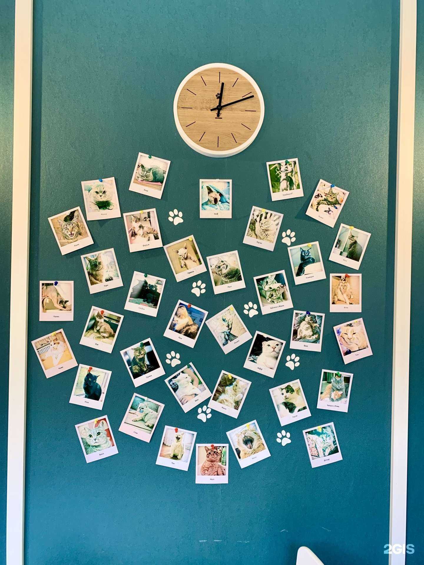 Отзывы на компанию Meow  в Краснодаре c фото