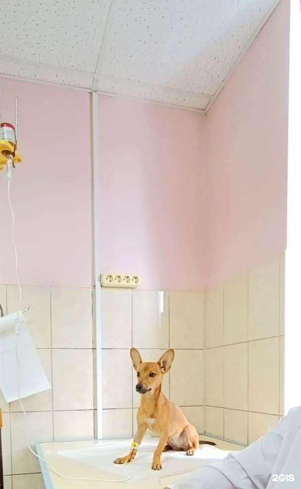 Отзывы на компанию Зоомир в г. Туапсе c фото