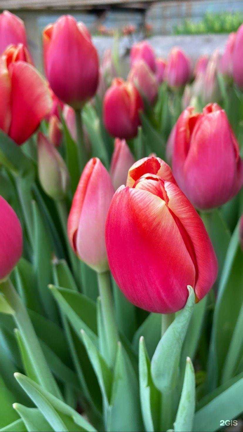 Отзывы на компанию Белая роза в Абакане c фото