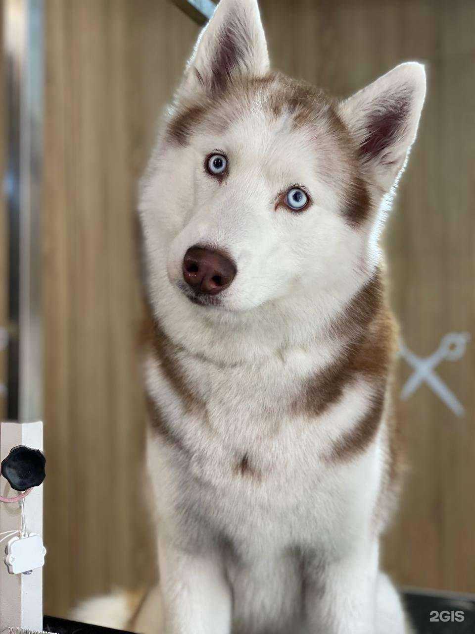 Отзывы на компанию Barberdog в Новосибирске c фото