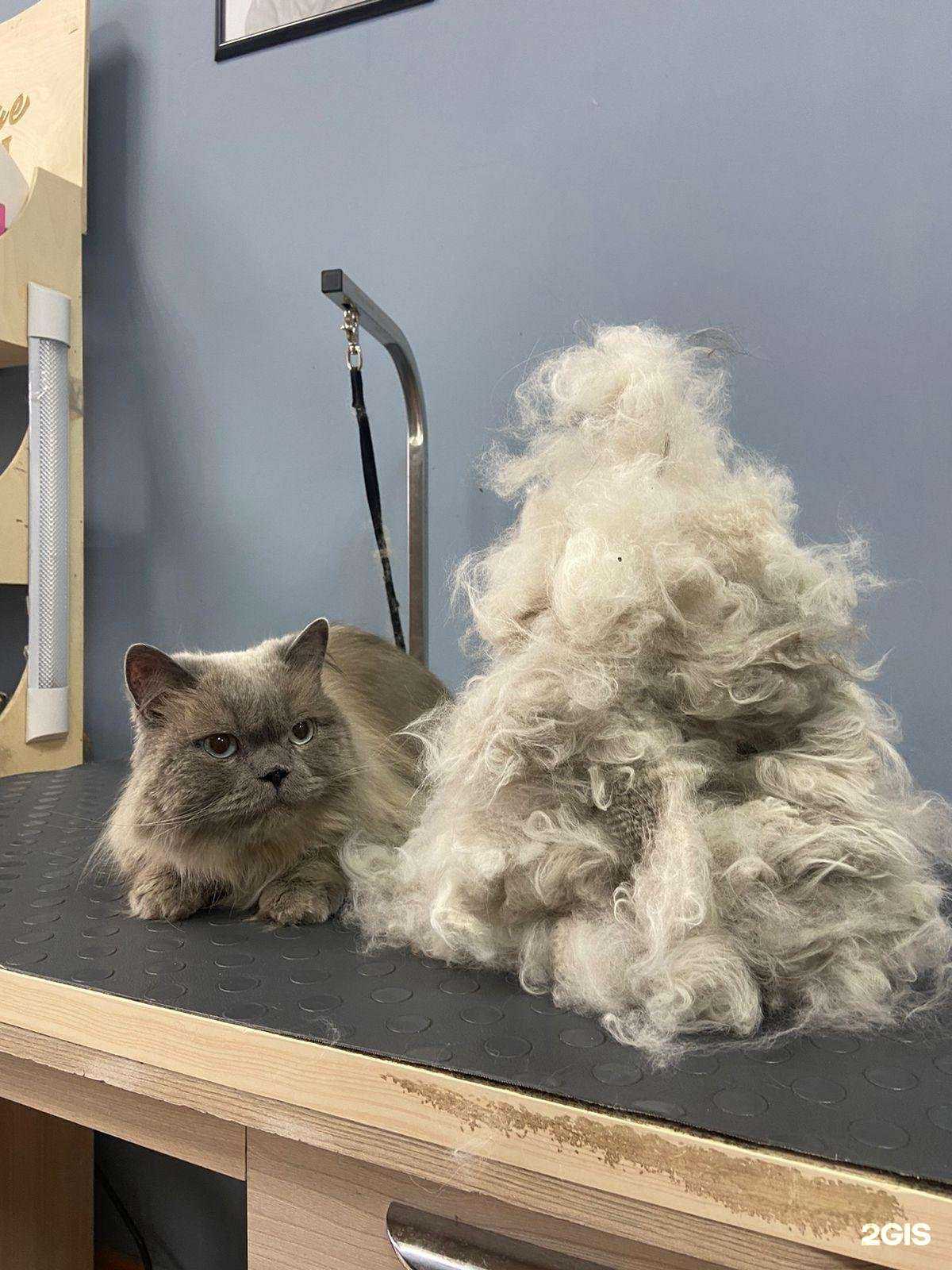 Отзывы на компанию Happy pet в Красноярске c фото