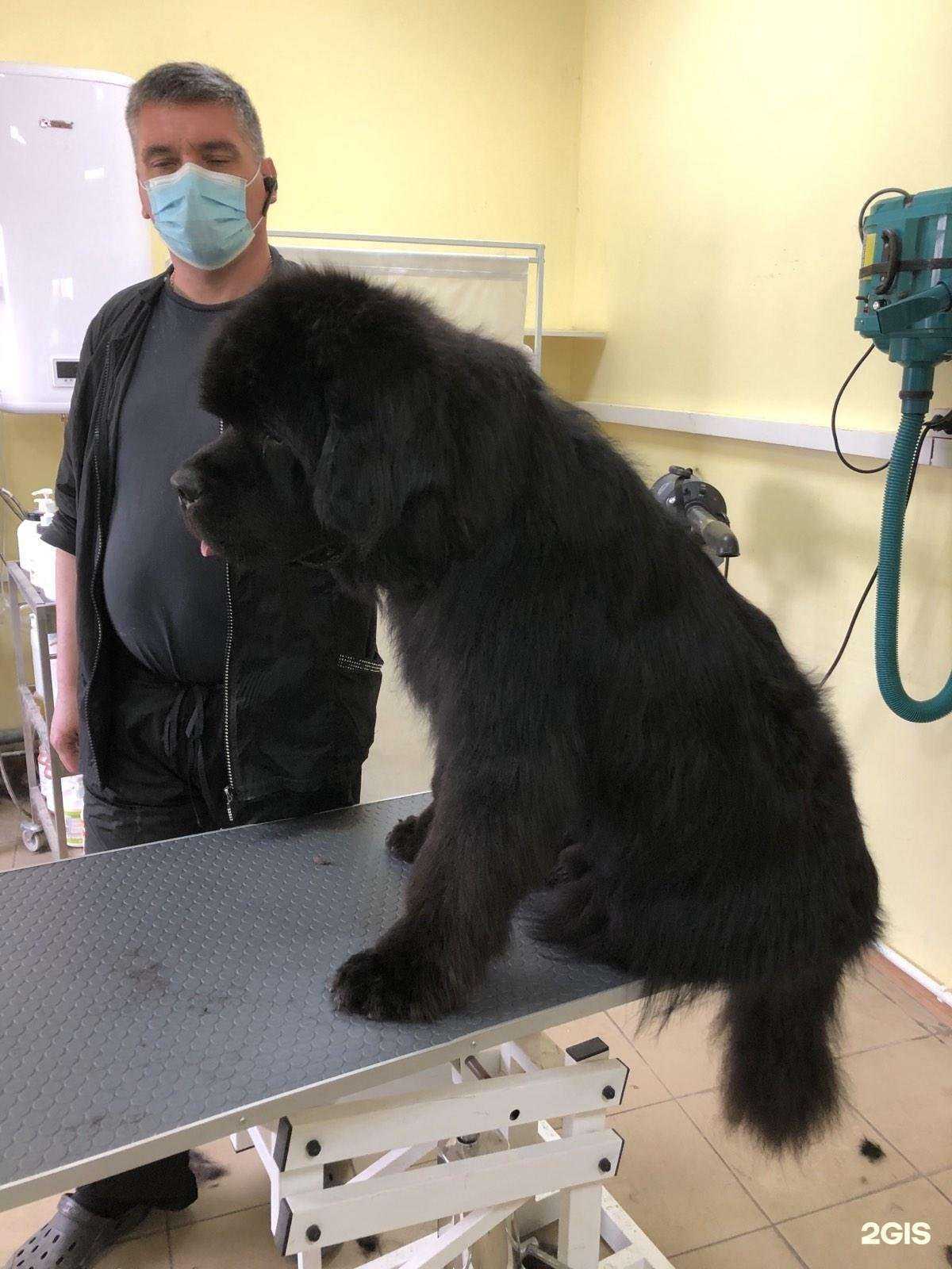 Отзывы на компанию Груминг-студия Дины Морозовой в г. Самара c фото