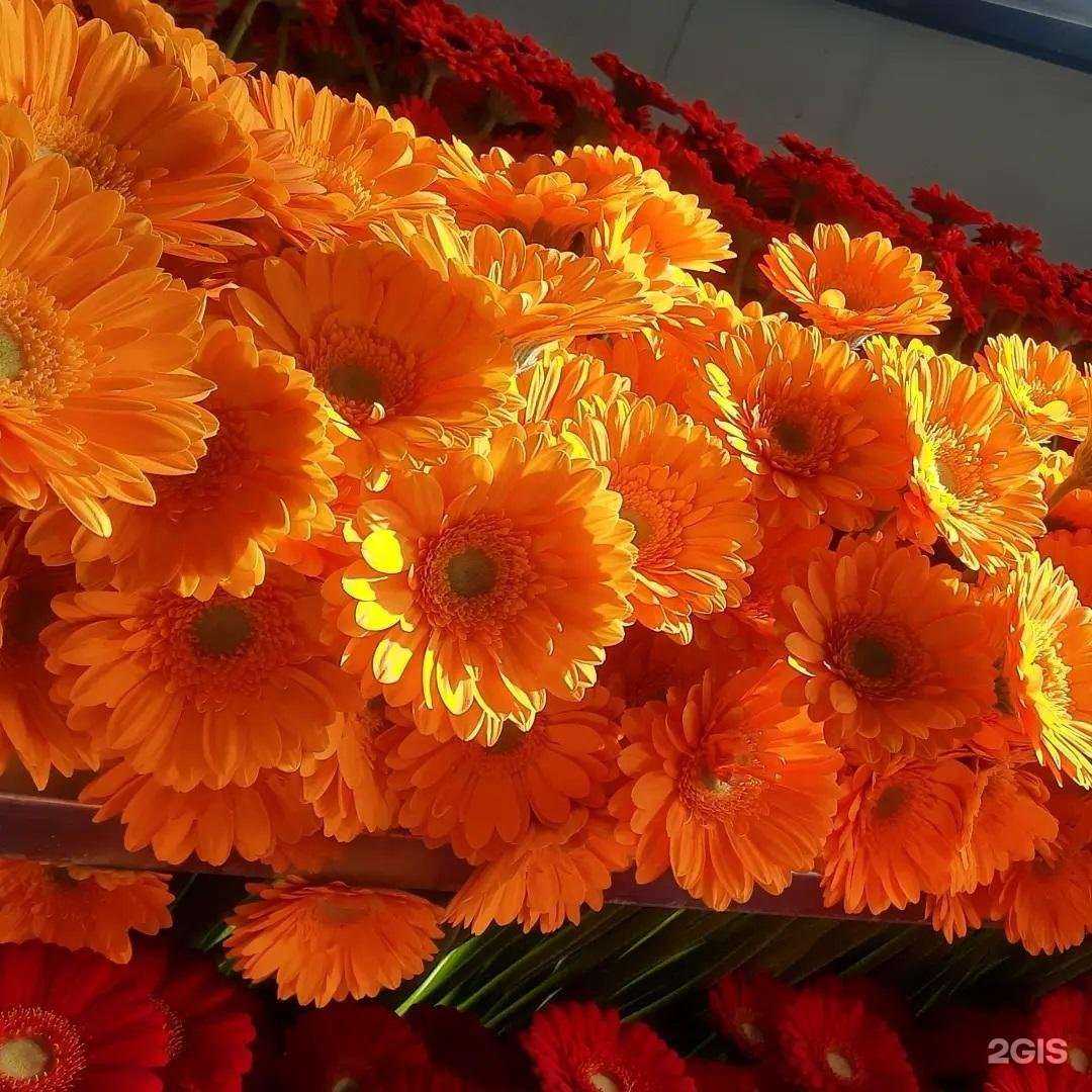 Отзывы на компанию Флорентика в Нижнем Новгороде c фото