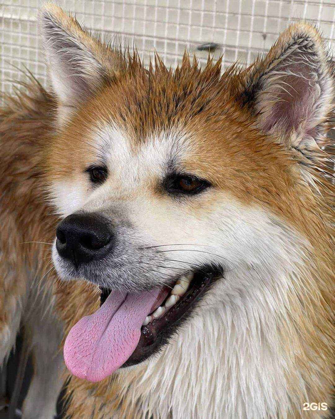 Отзывы на компанию Dog-palacio в г. Владивосток c фото