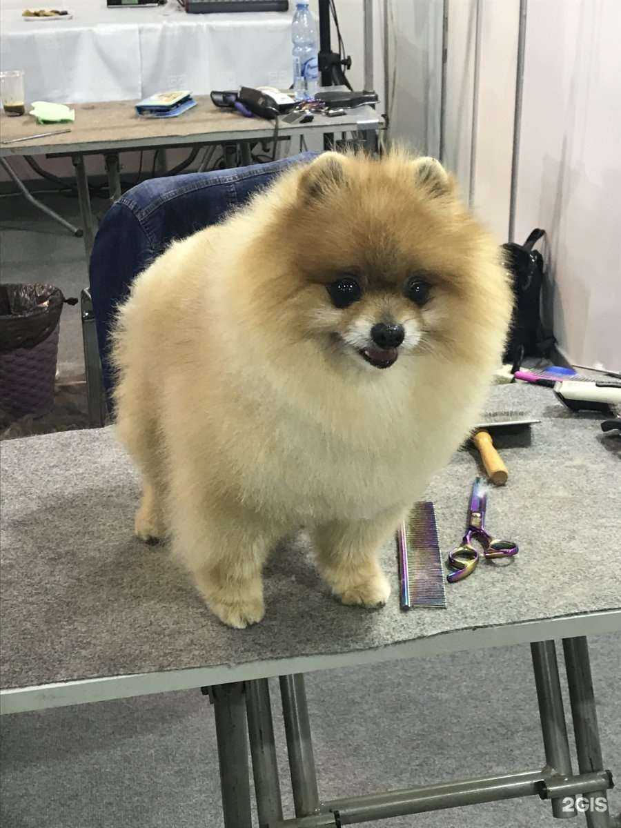 Отзывы на компанию Хвост & Ушки в Волгограде c фото