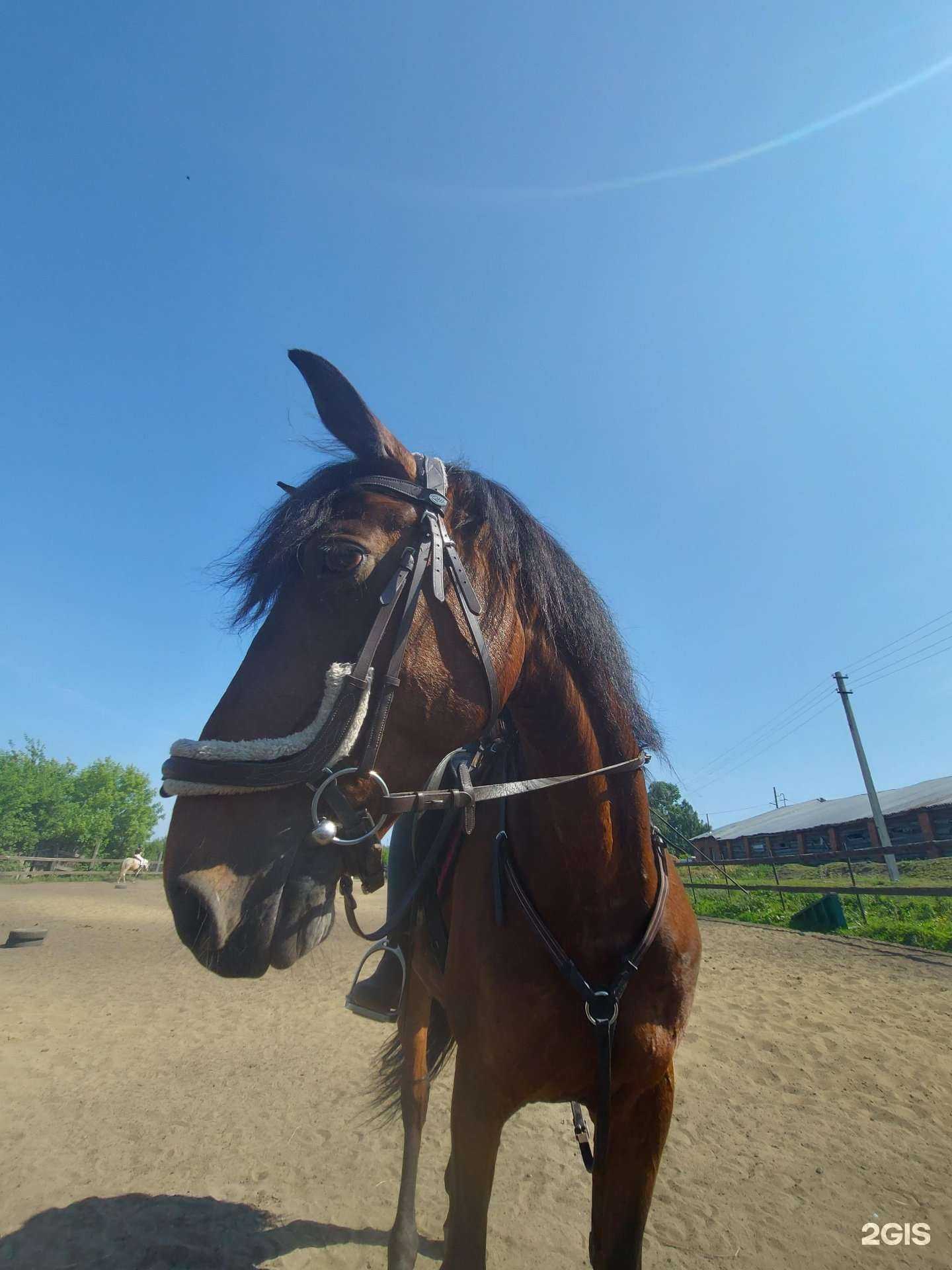 Отзывы на компанию Мирабель в Кемерове c фото