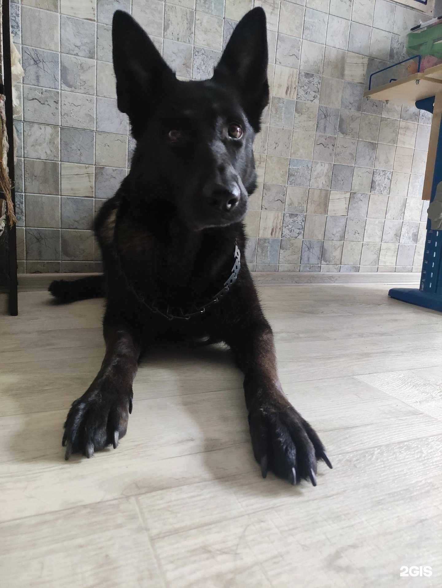 Отзывы на компанию КисМяуГав в г. Бердск c фото