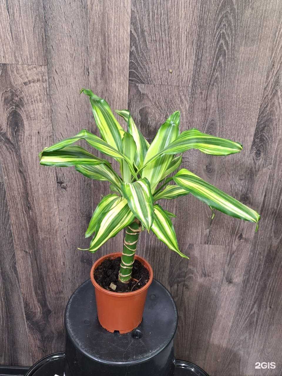 Отзывы на компанию Закоренелый цветочник в Барнауле c фото