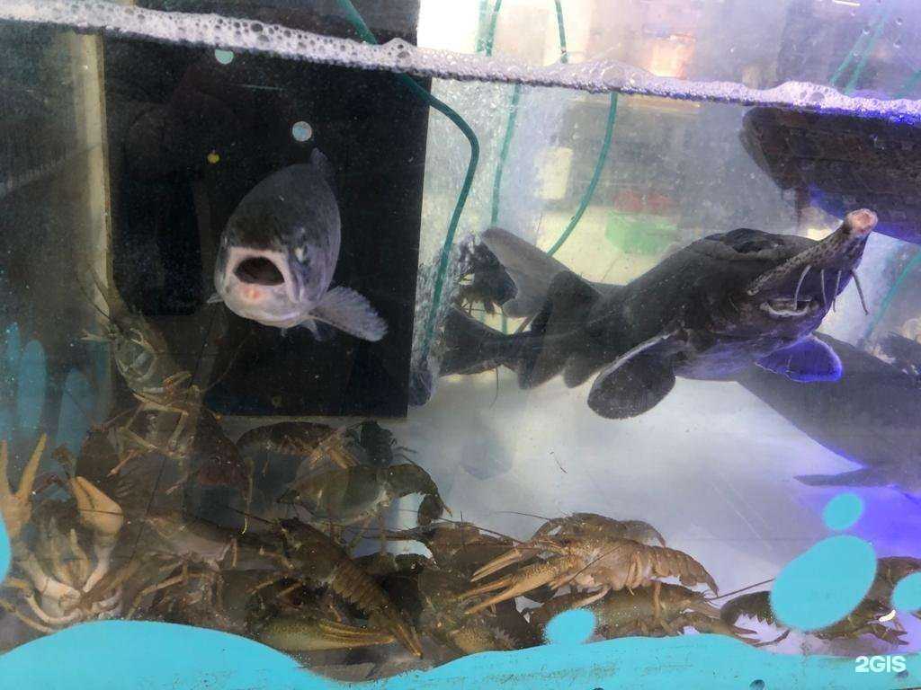 Отзывы на компанию Рыбный маркет в Оренбурге c фото