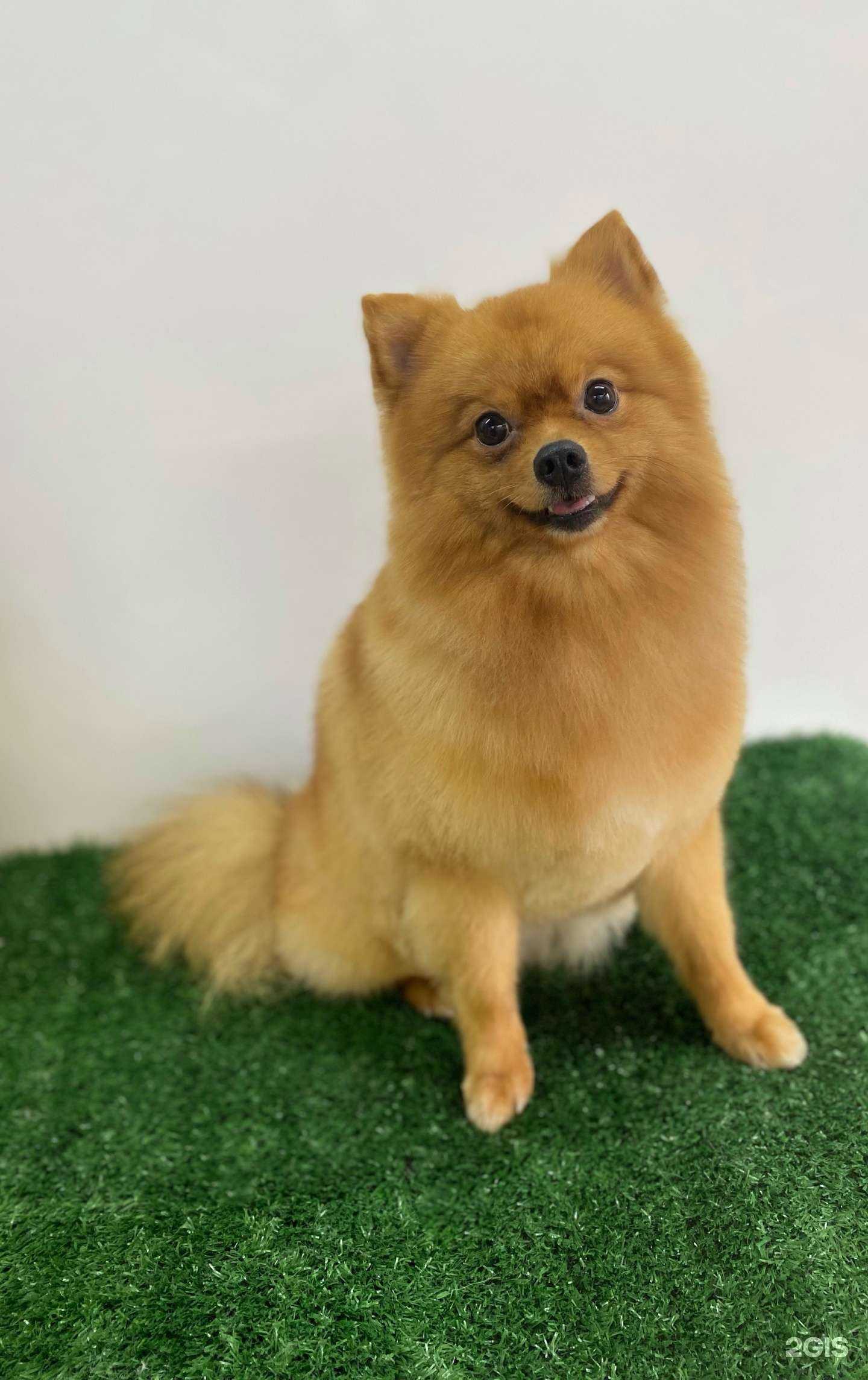 Отзывы на компанию Магия груминга  в Хабаровске c фото