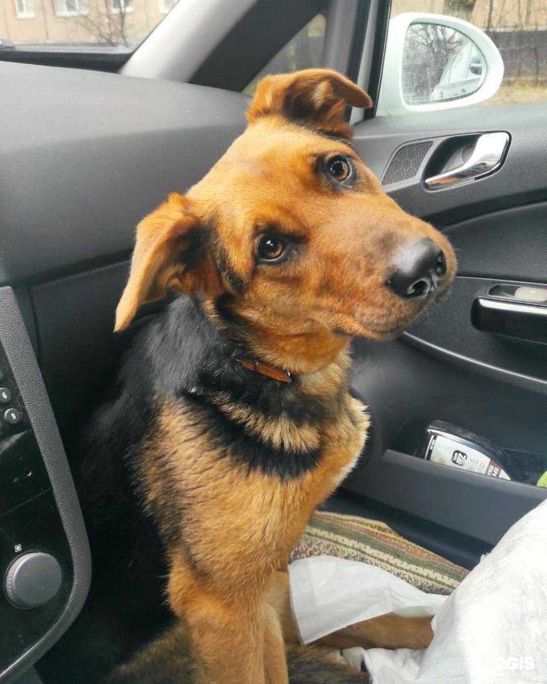 Отзывы на компанию Любимец в Туле c фото