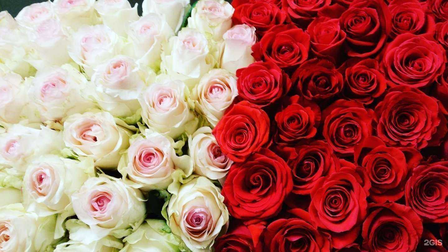 Отзывы на компанию Каталея в Екатеринбурге c фото