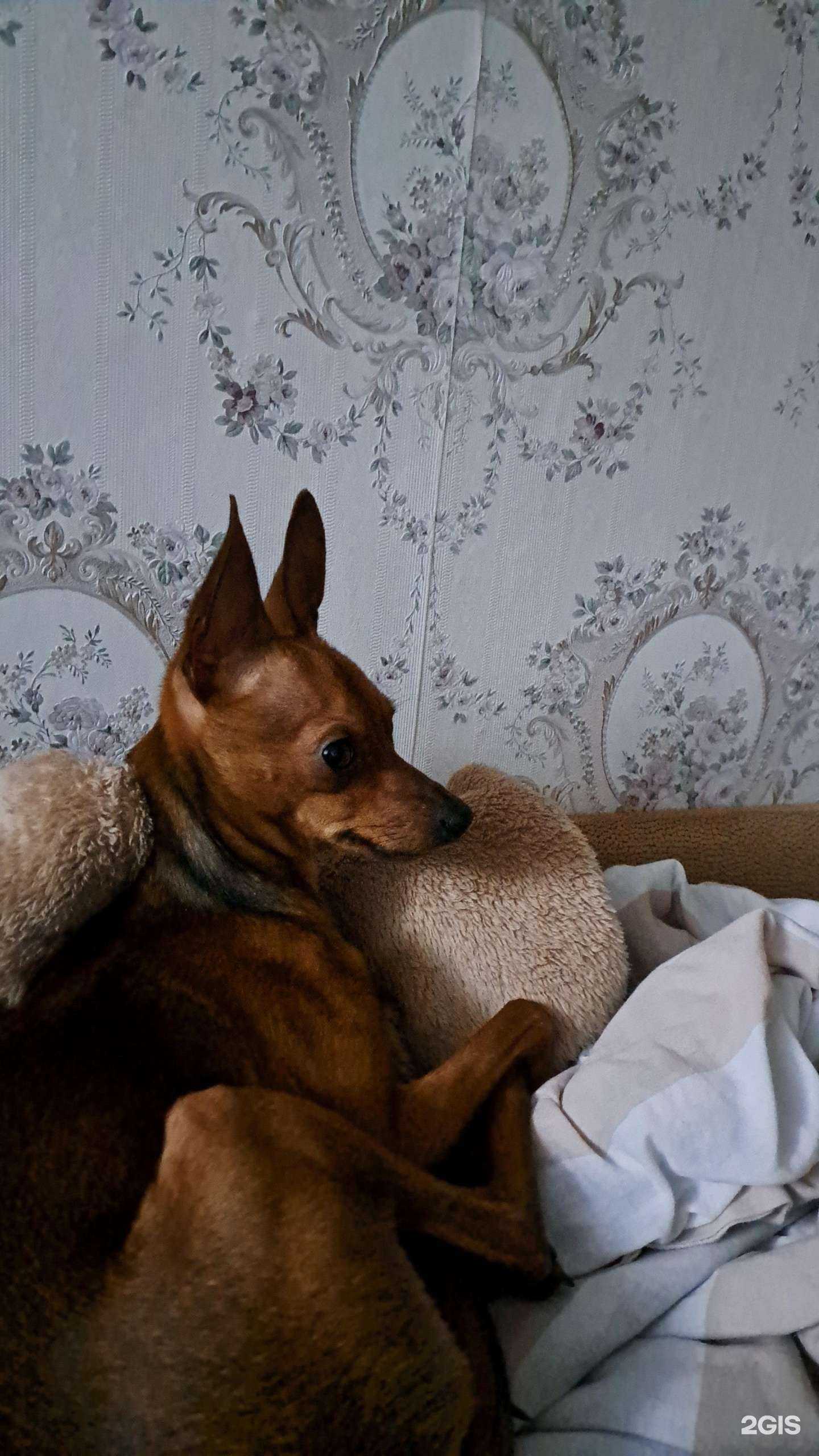 Отзывы на компанию ОренВет в г. Оренбург c фото