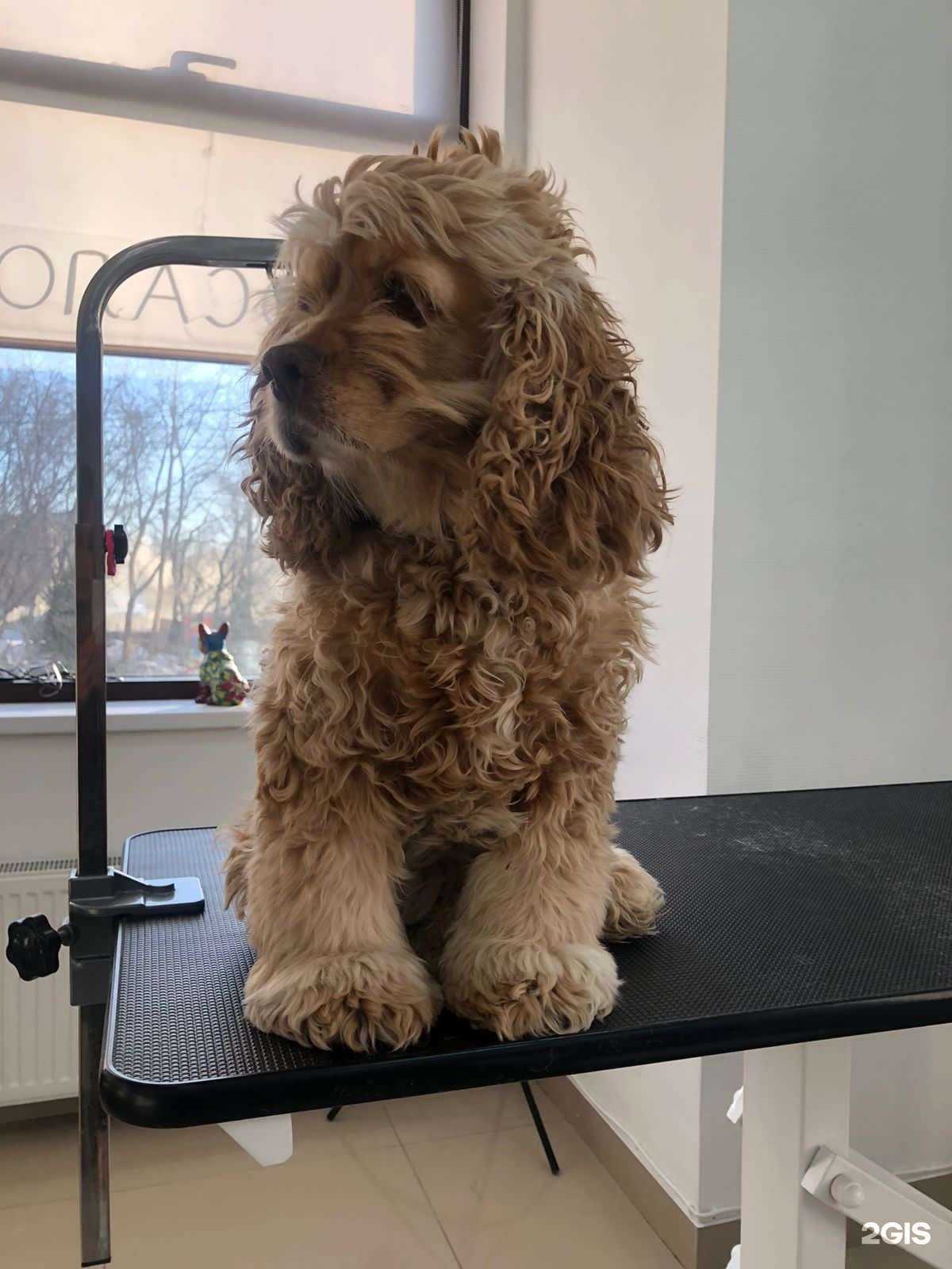 Отзывы на компанию Groominn в г. Новосибирск c фото