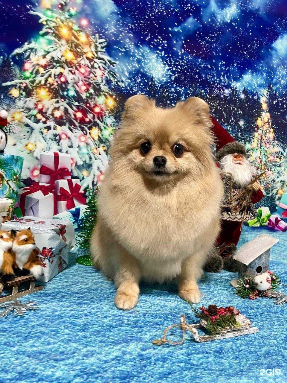 Отзывы на компанию Zoo park в г. Кемерово c фото