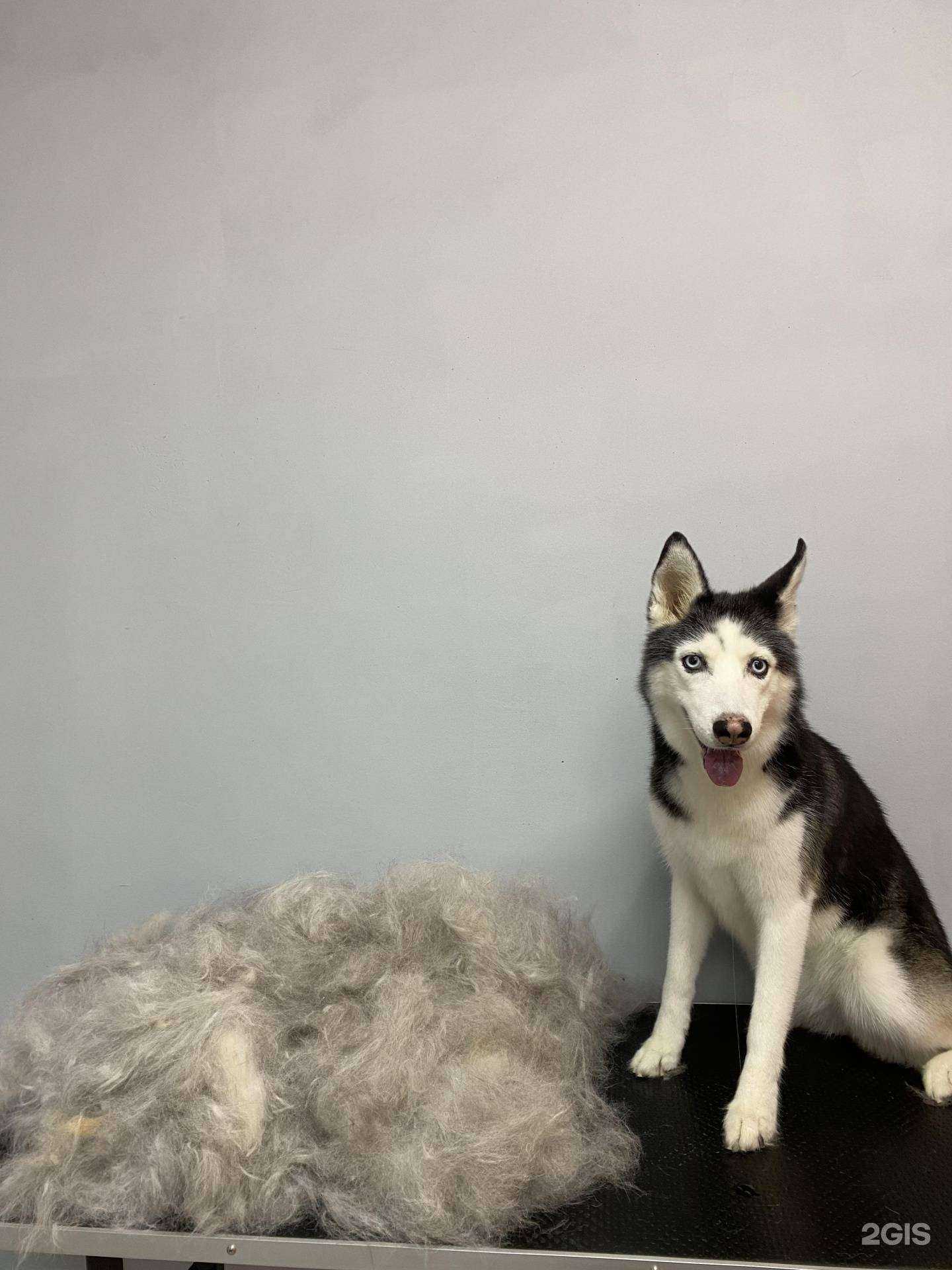 Отзывы на компанию Pantera groom в г. Каменск-Уральский c фото