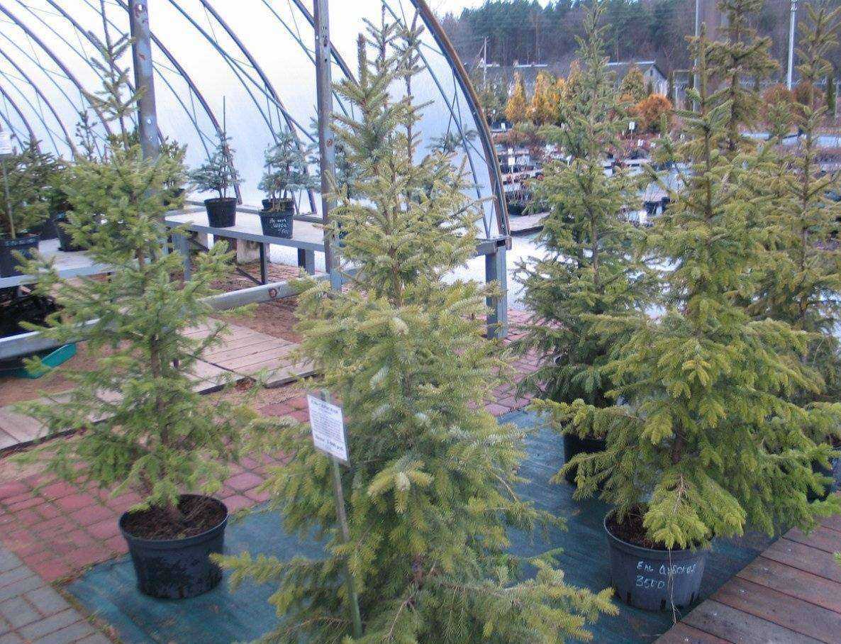 Отзывы на компанию Зеленхоз в Пскове c фото