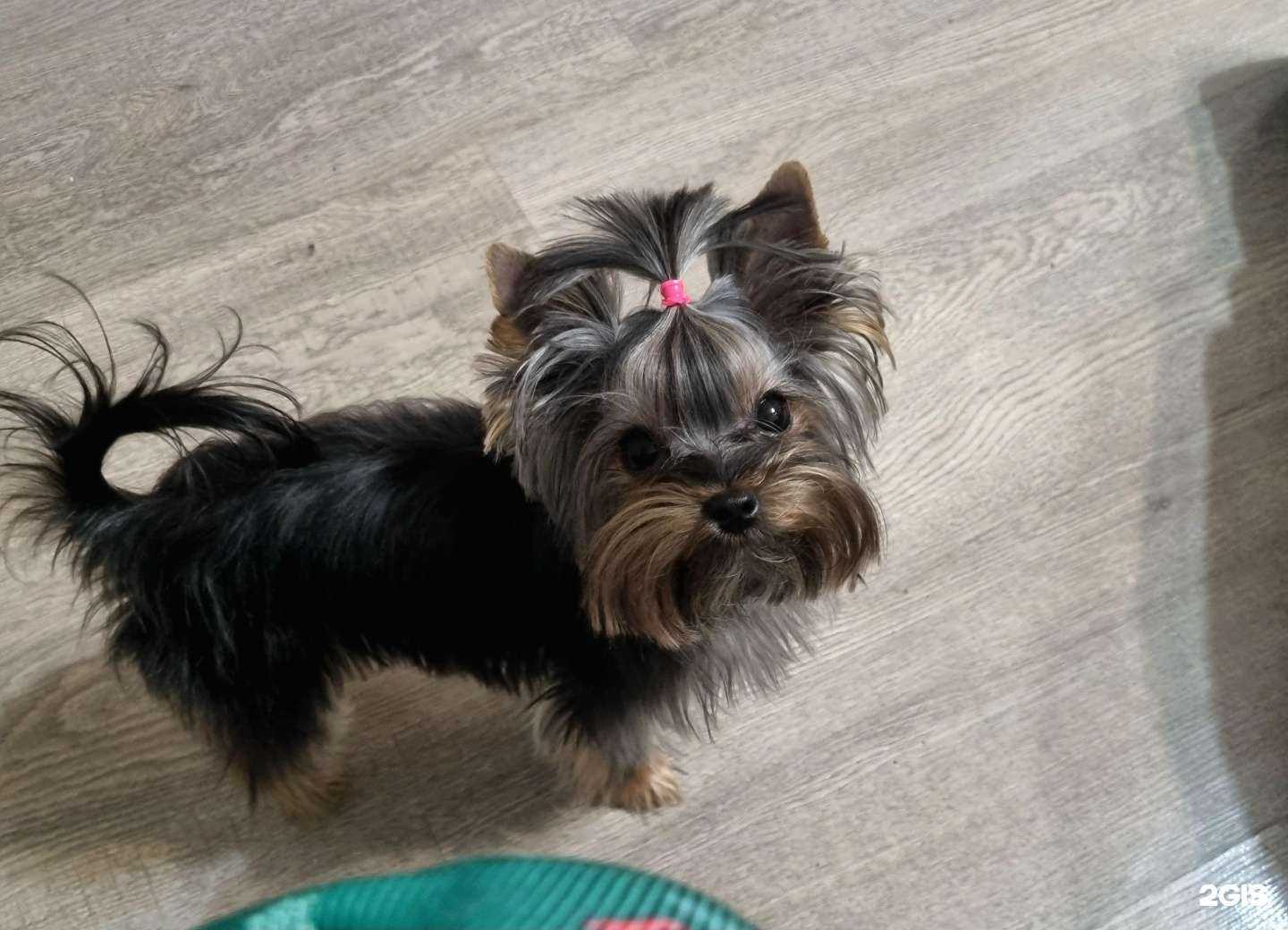 Отзывы на компанию Ветеринарная клиника в Самаре c фото