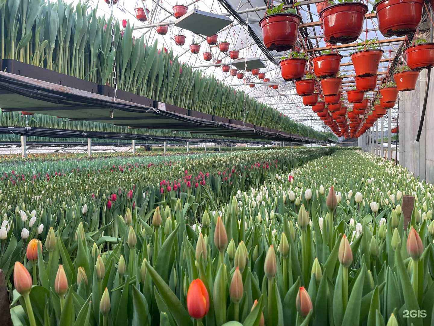 Отзывы на компанию Первый Цветочный в г. Березники c фото